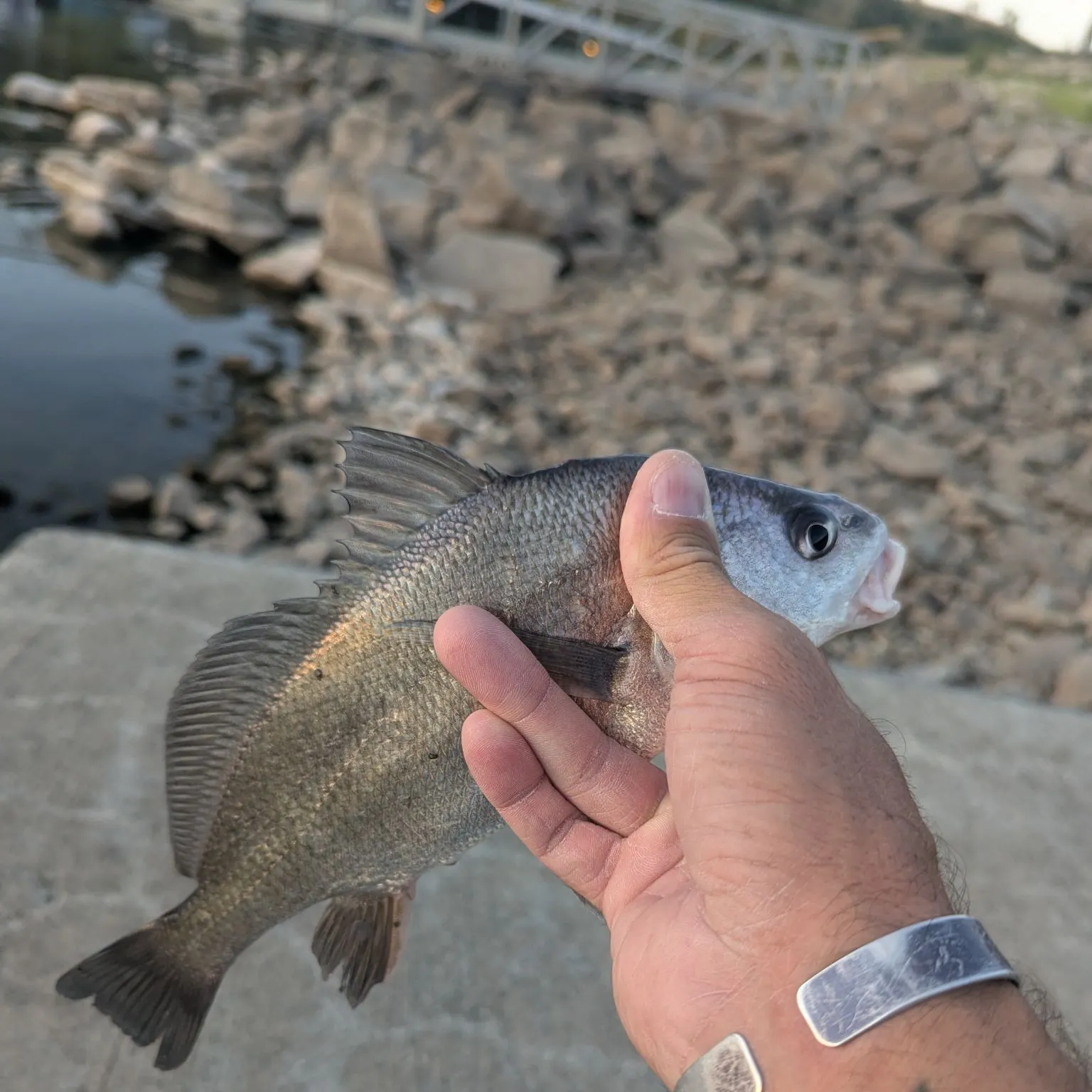 Freshwater drum caught on Fishbrain
