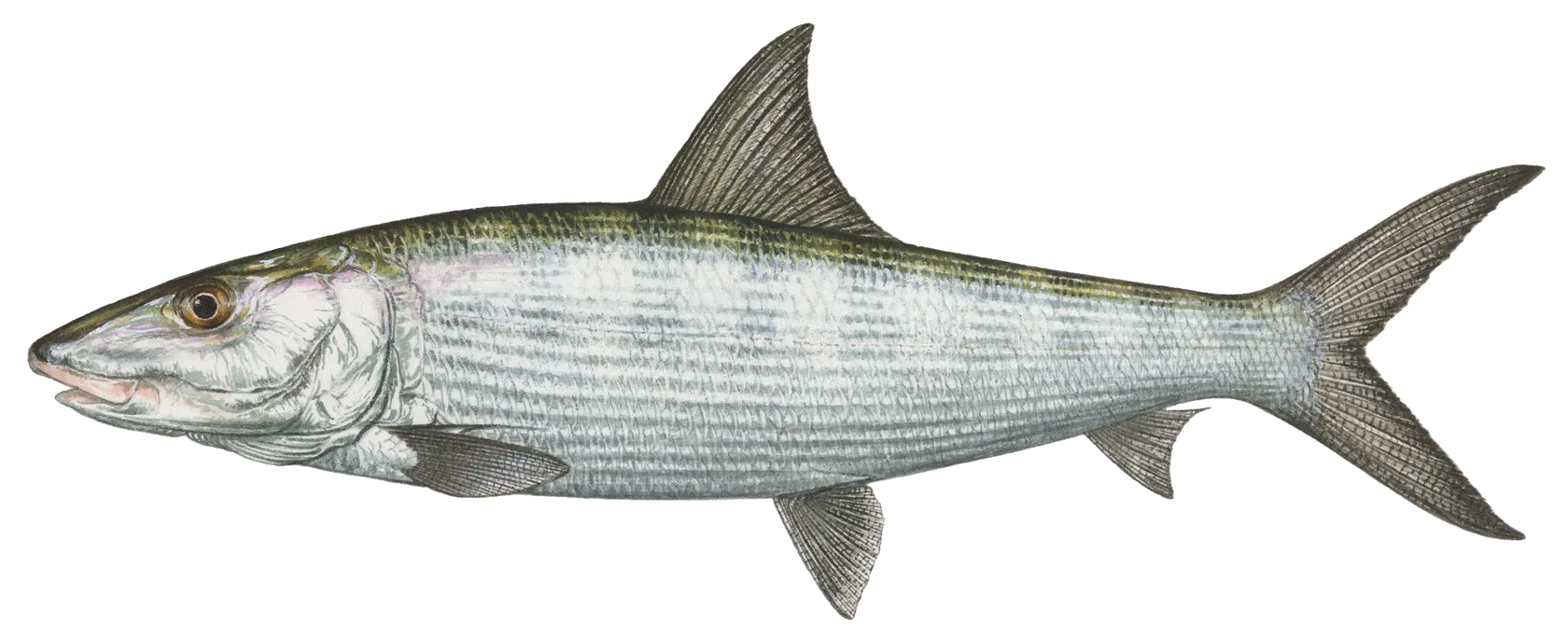 West Atlantic bonefish