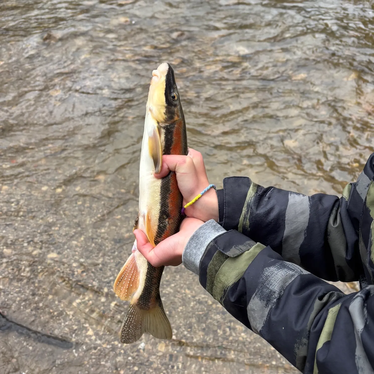 most liked catch image