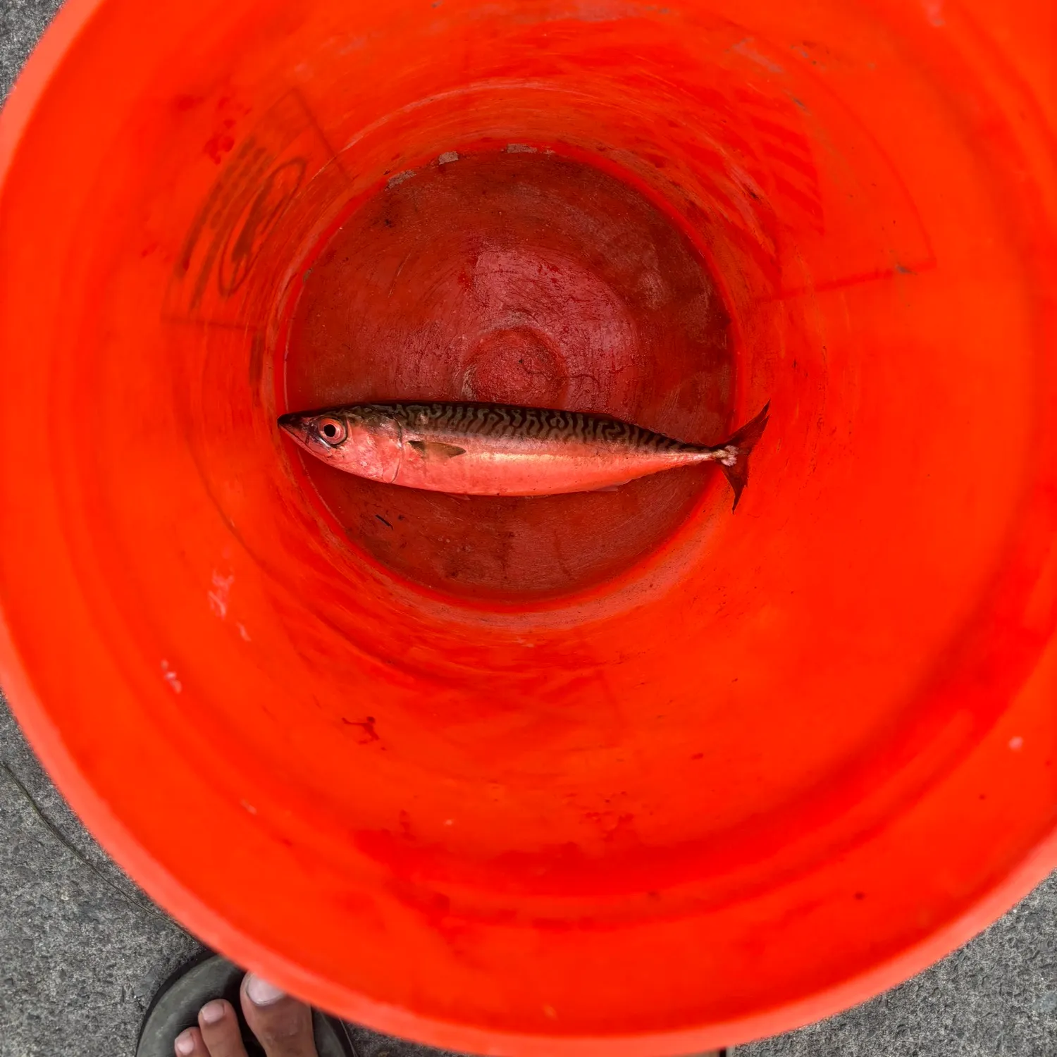 Pacific chub mackerel caught on Fishbrain