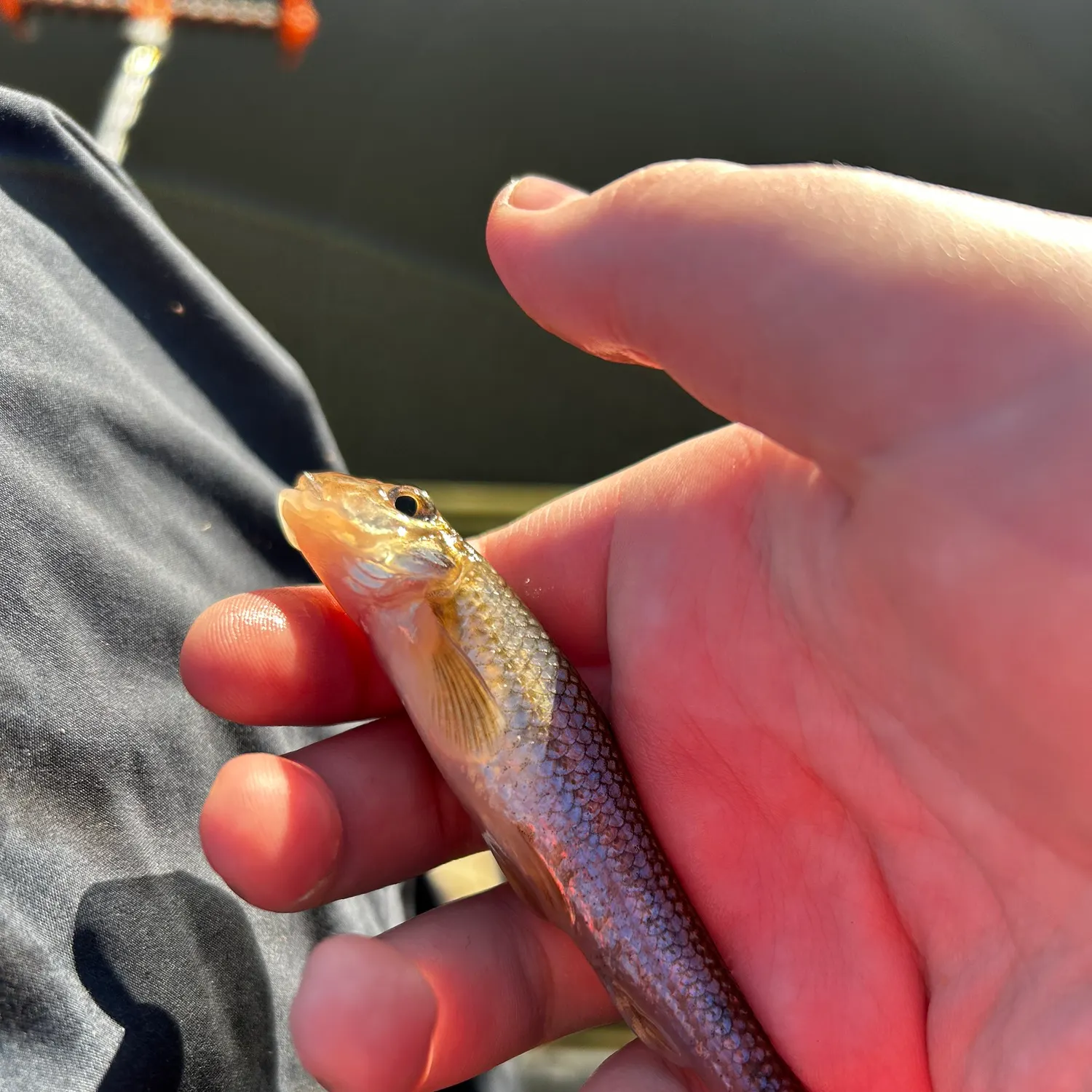 The most recent Gudgeon catches on Fishbrain