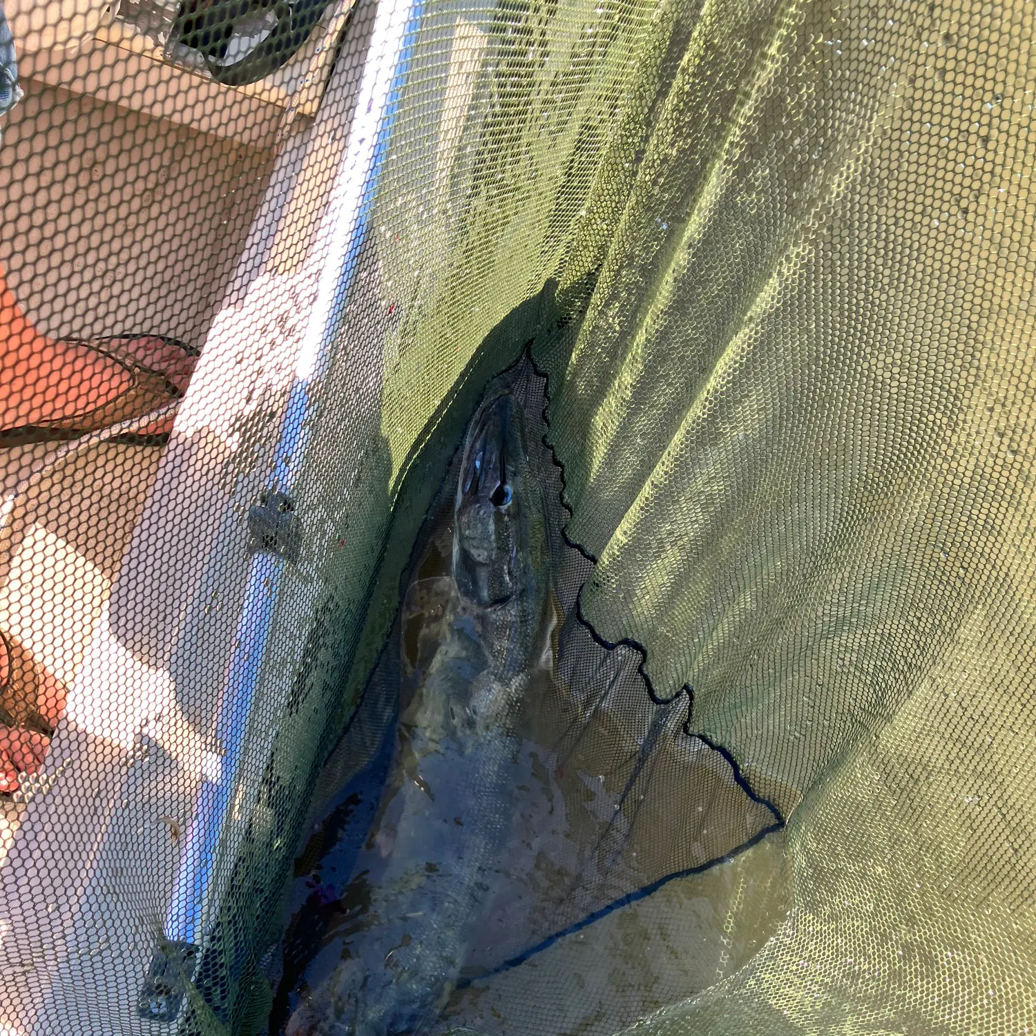 Northern pike caught on Fishbrain