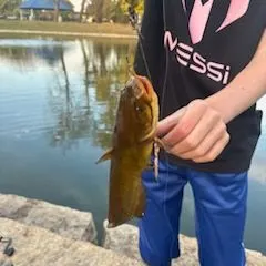 Yellow bullhead caught on Fishbrain