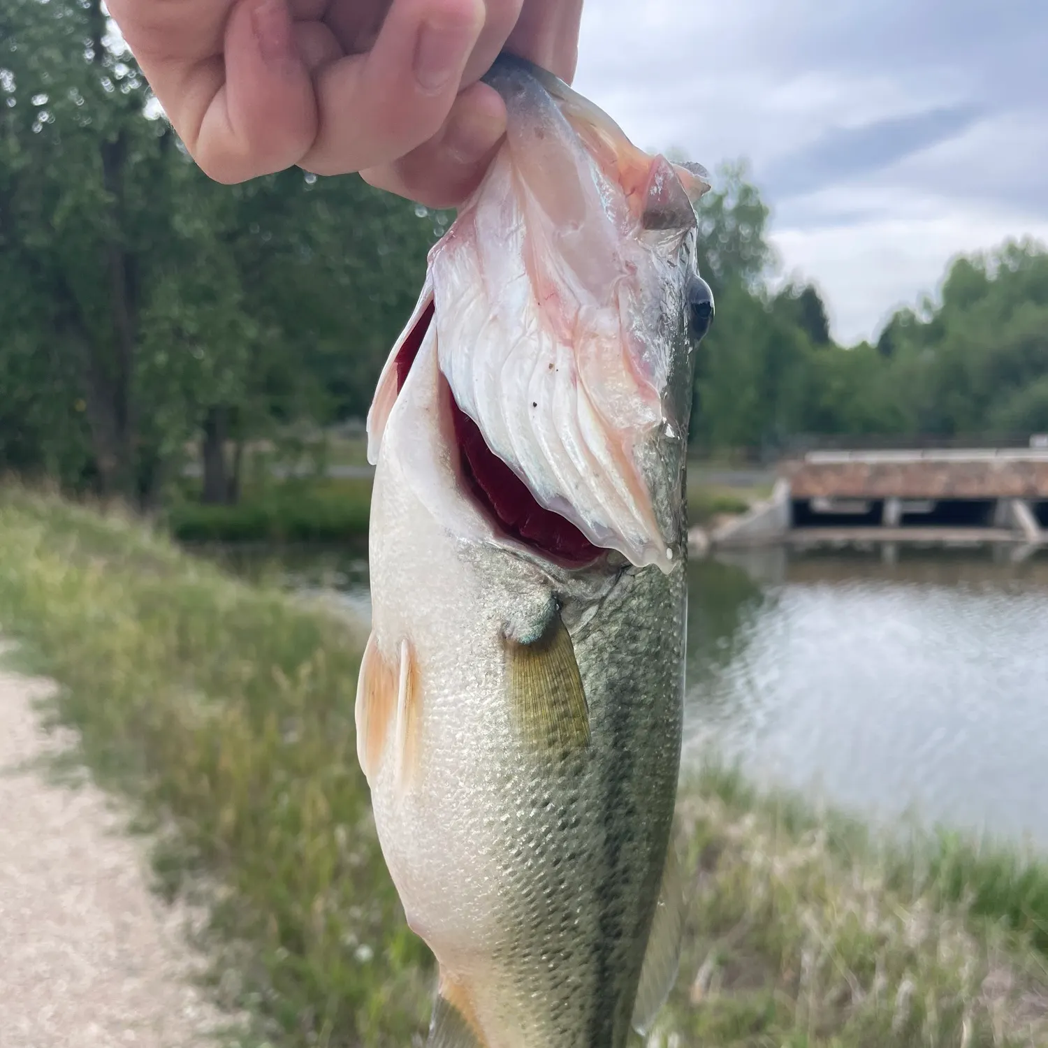 Largemouth bass caught on Fishbrain
