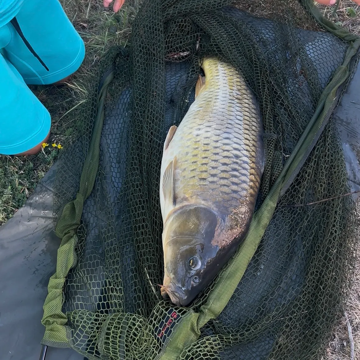 Common carp caught on Fishbrain