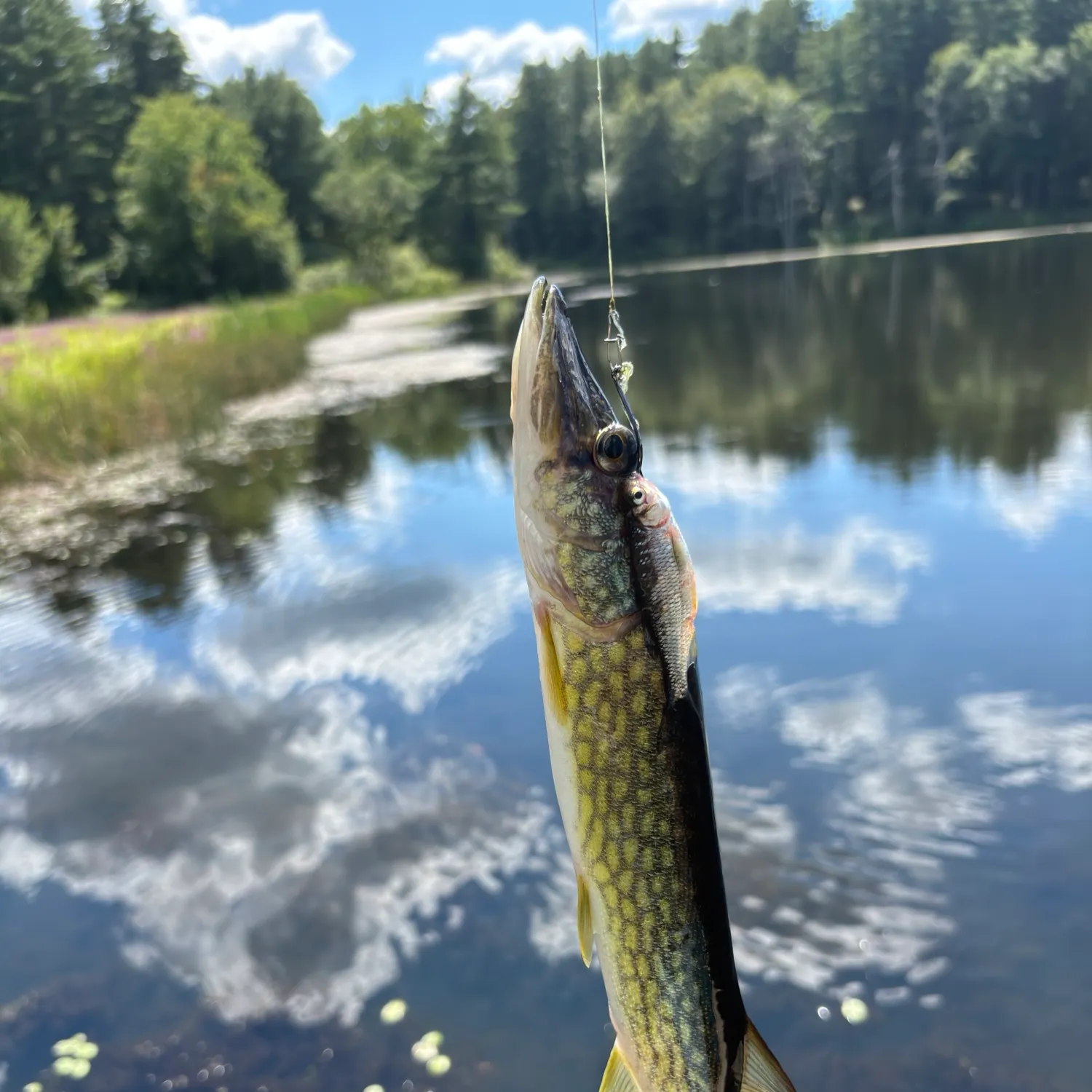 Chain pickerel caught on Fishbrain
