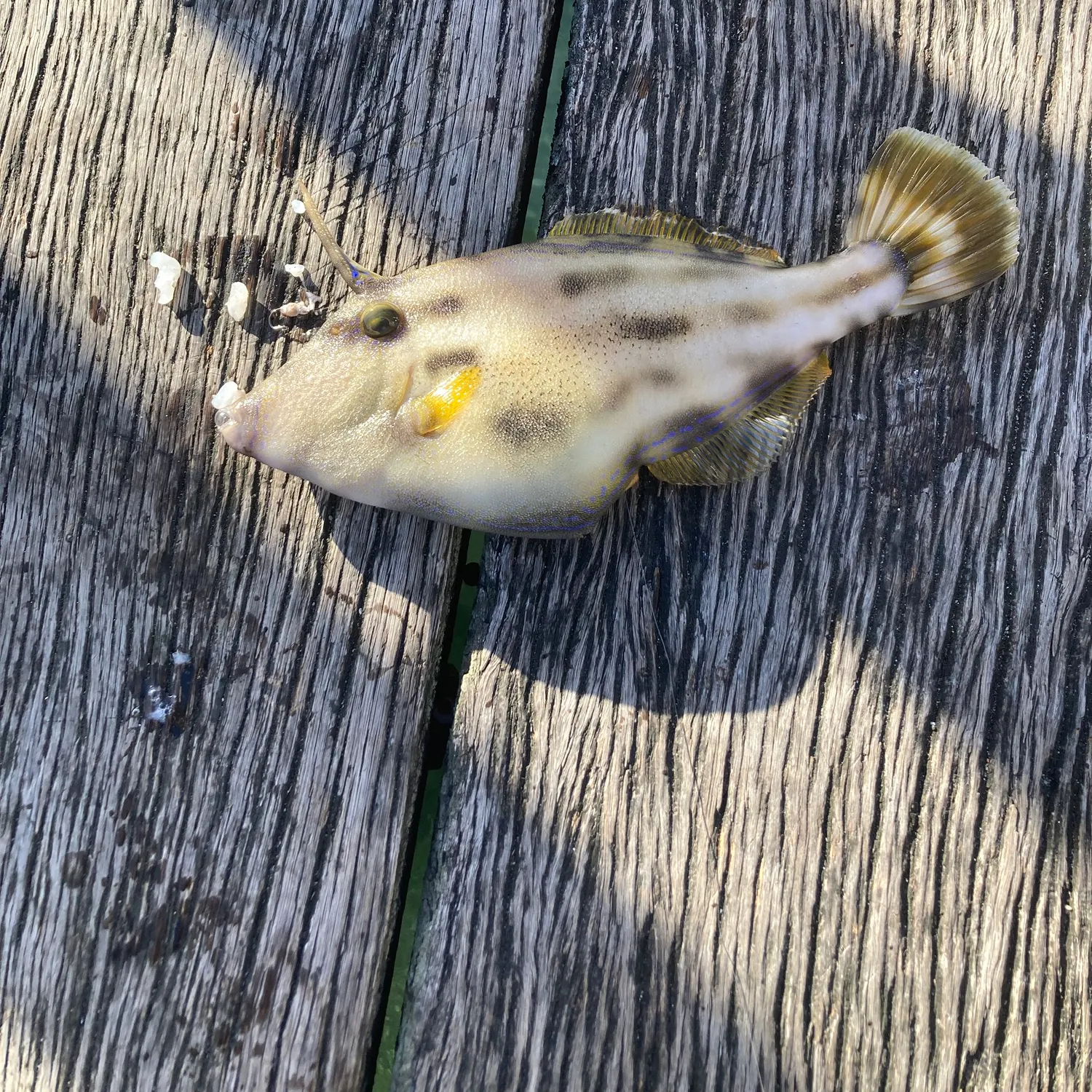 The most recent Large-scaled leatherjacket catches on Fishbrain