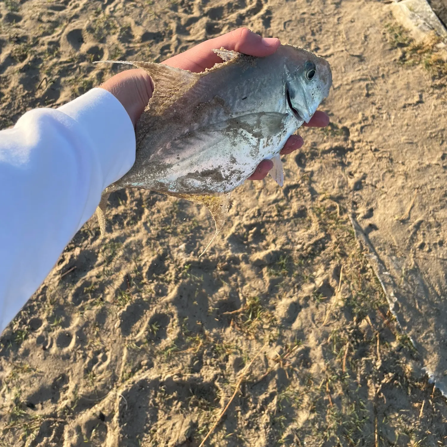 The most recent Longnose trevally catches on Fishbrain