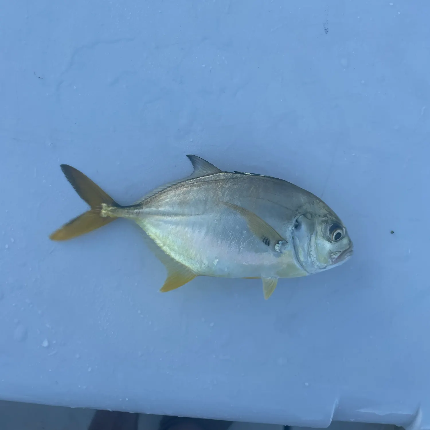 Crevalle jack caught on Fishbrain