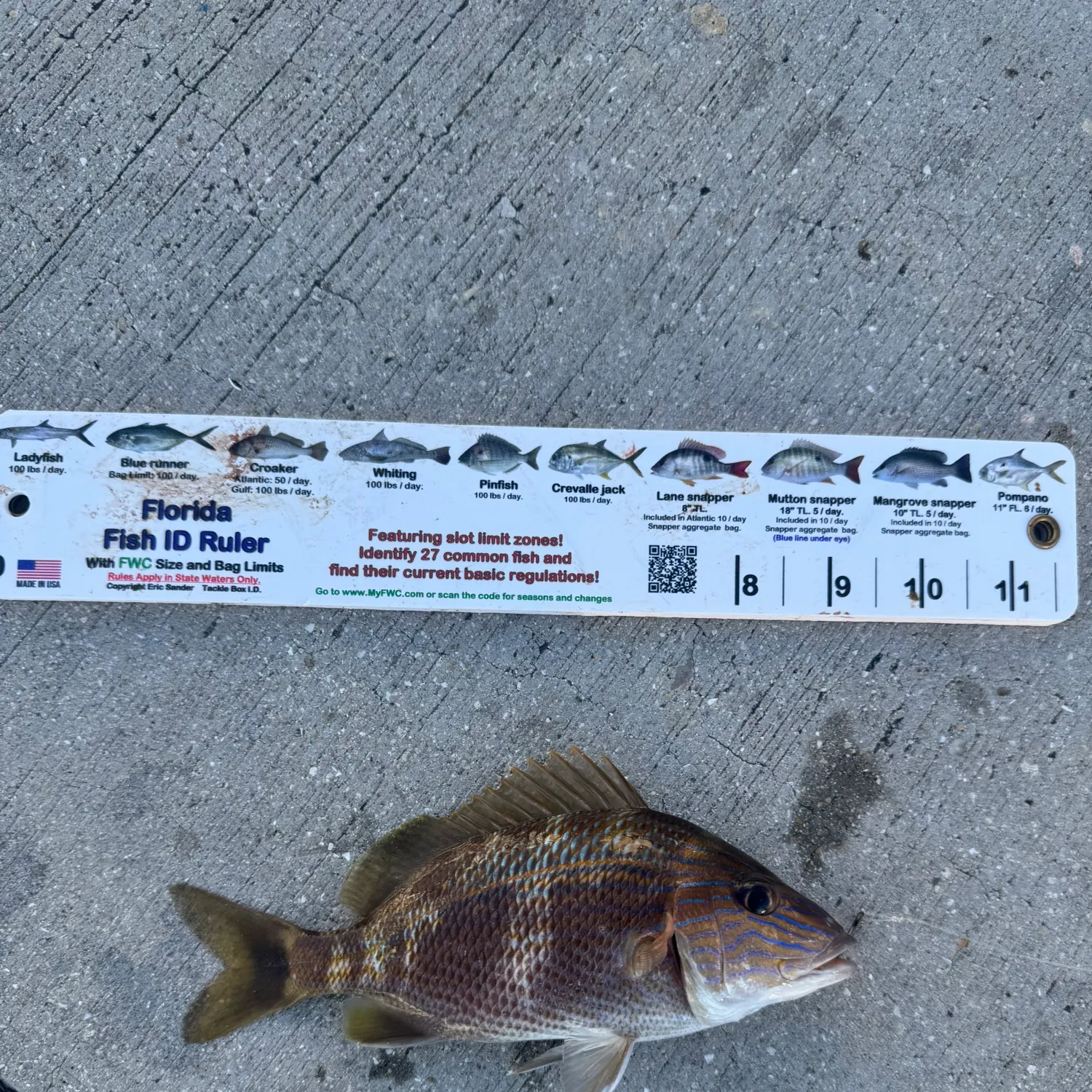 White grunt caught on Fishbrain