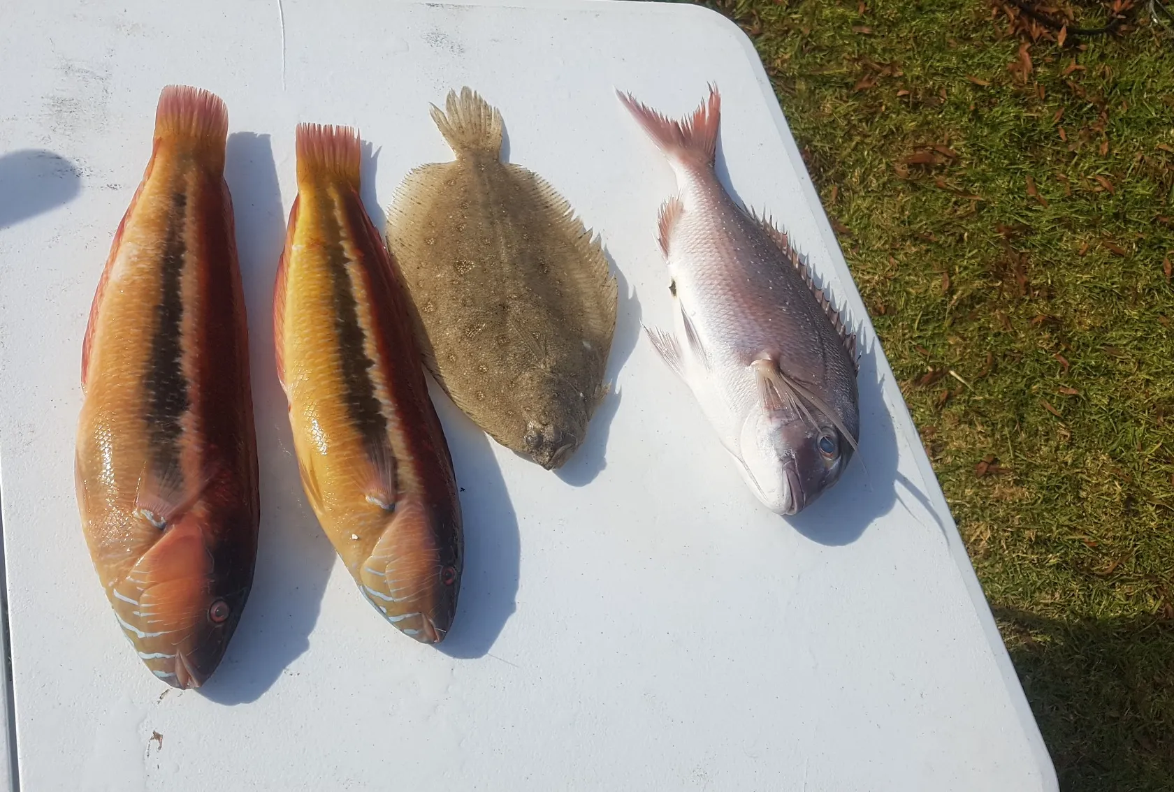 recently logged catches