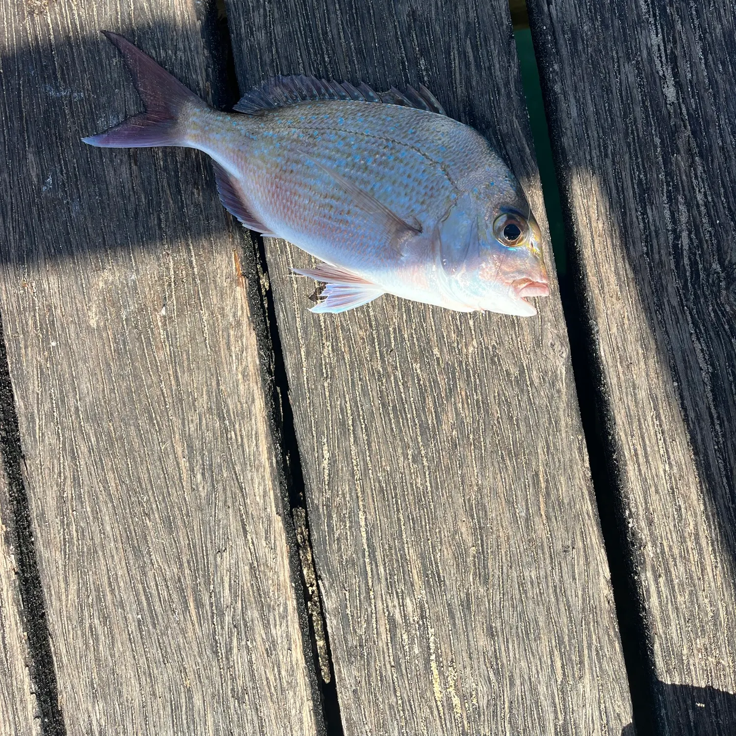 Australasian snapper caught on Fishbrain