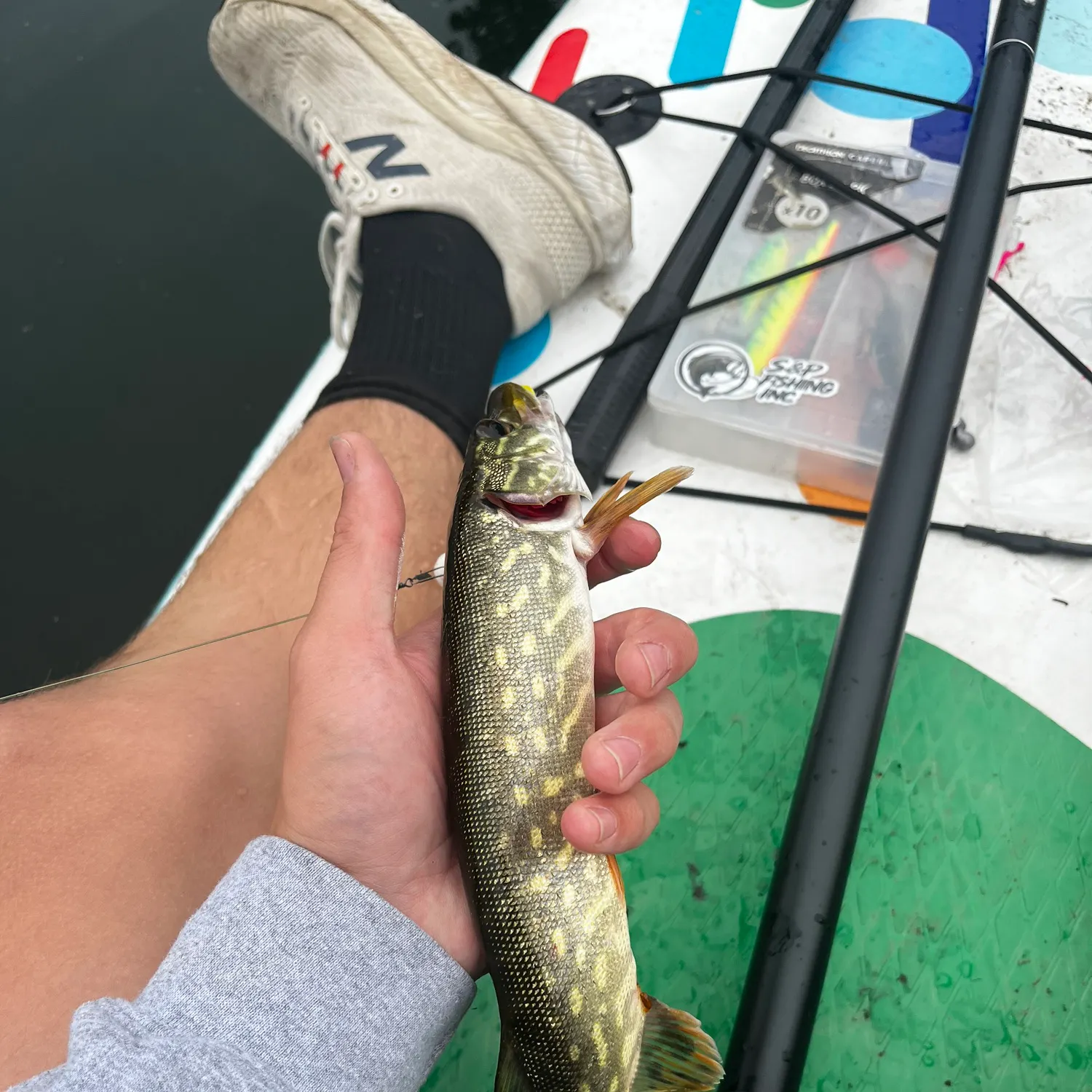 Northern pike caught on Fishbrain