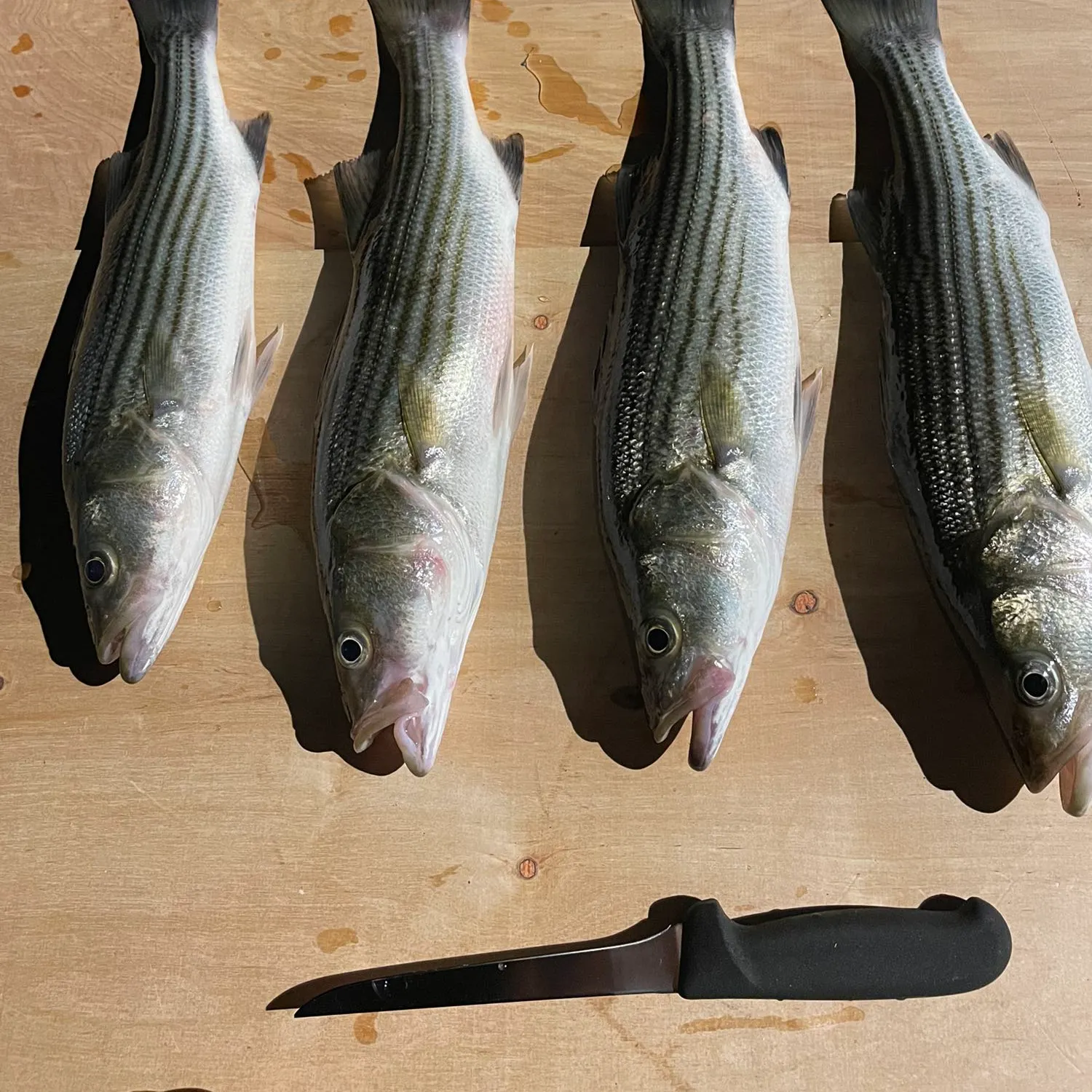 recently logged catches