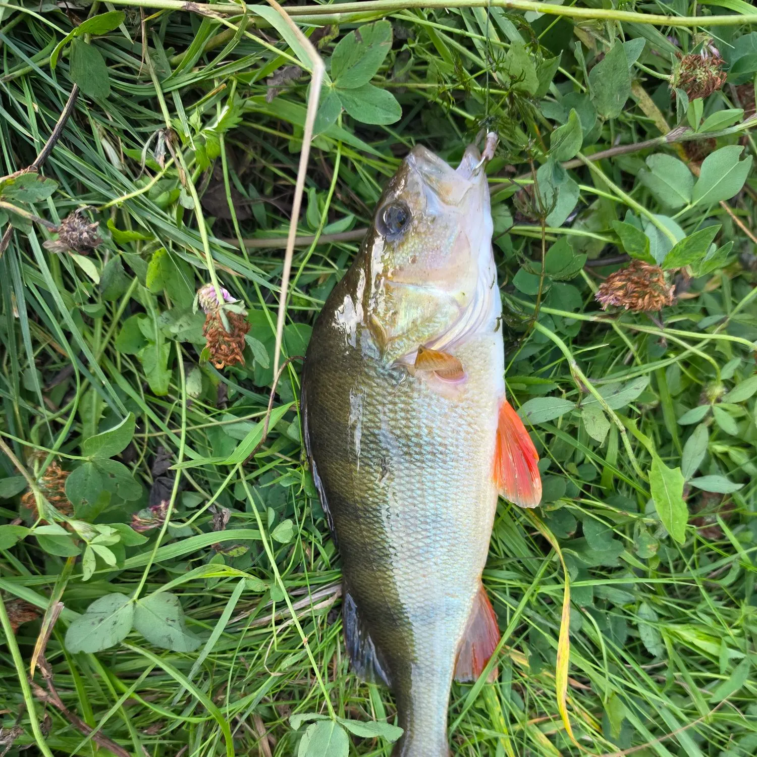 European perch caught on Fishbrain