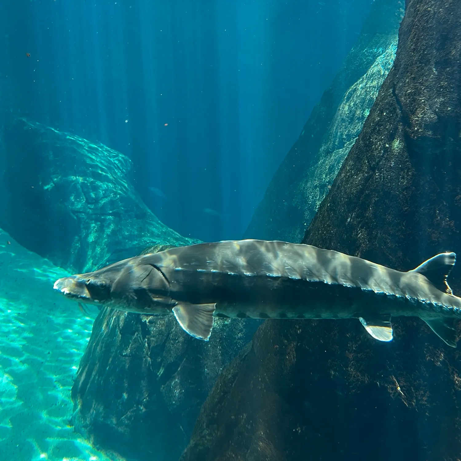 The most recent Green sturgeon catches on Fishbrain