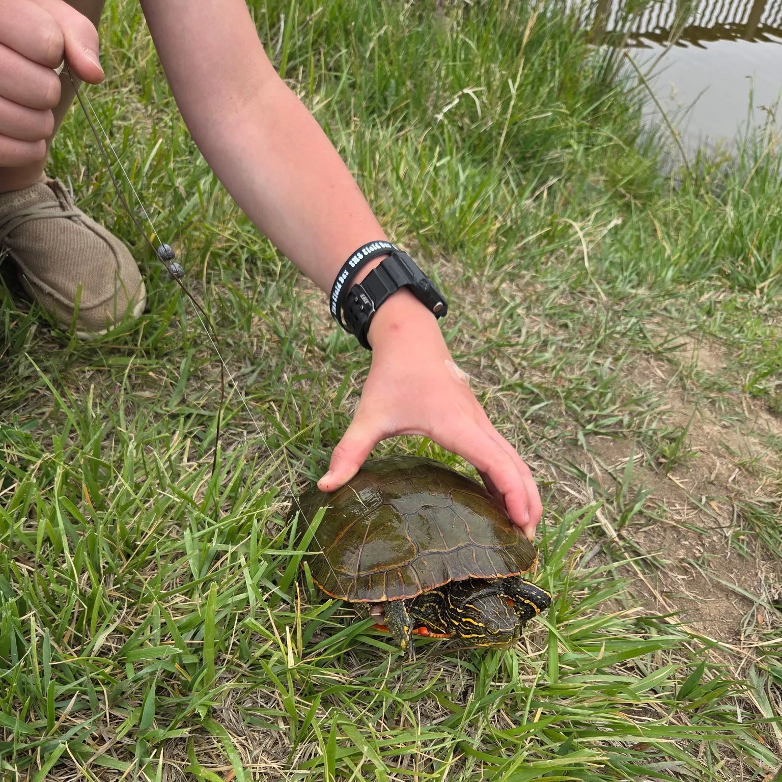 The most recent Painted turtle catches on Fishbrain