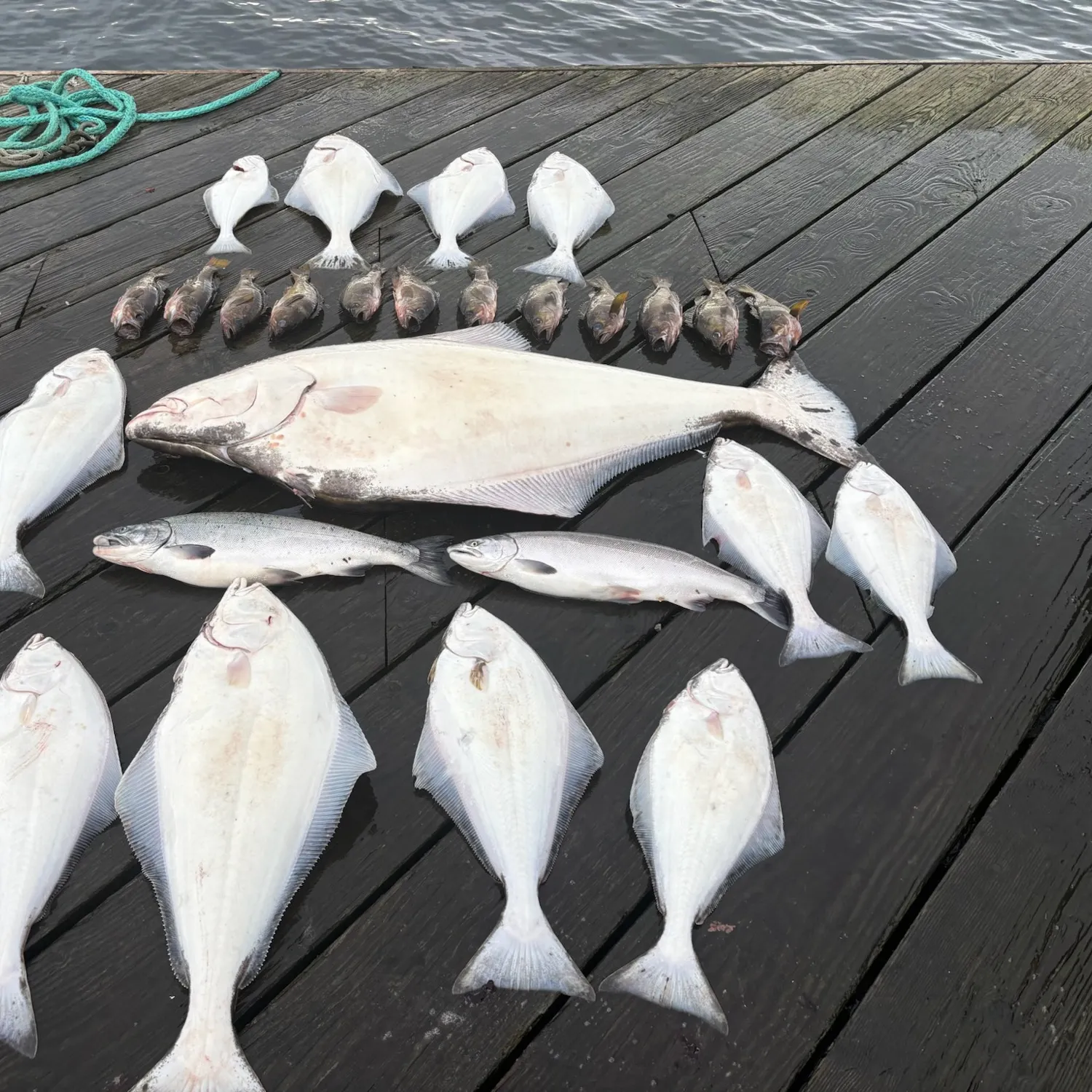 Pacific halibut caught on Fishbrain