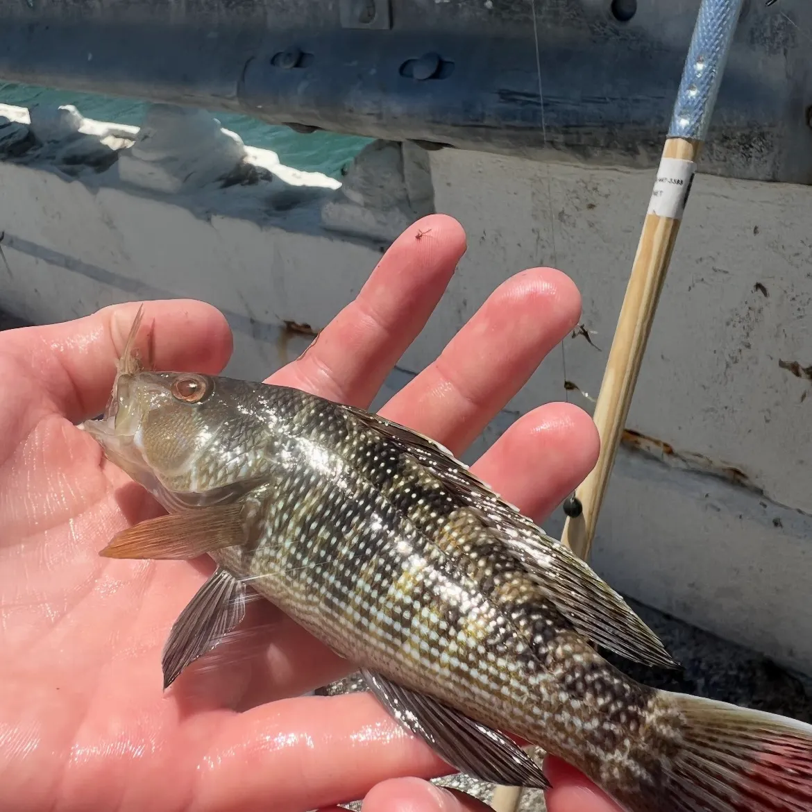 The most recent Black sea bass catches on Fishbrain