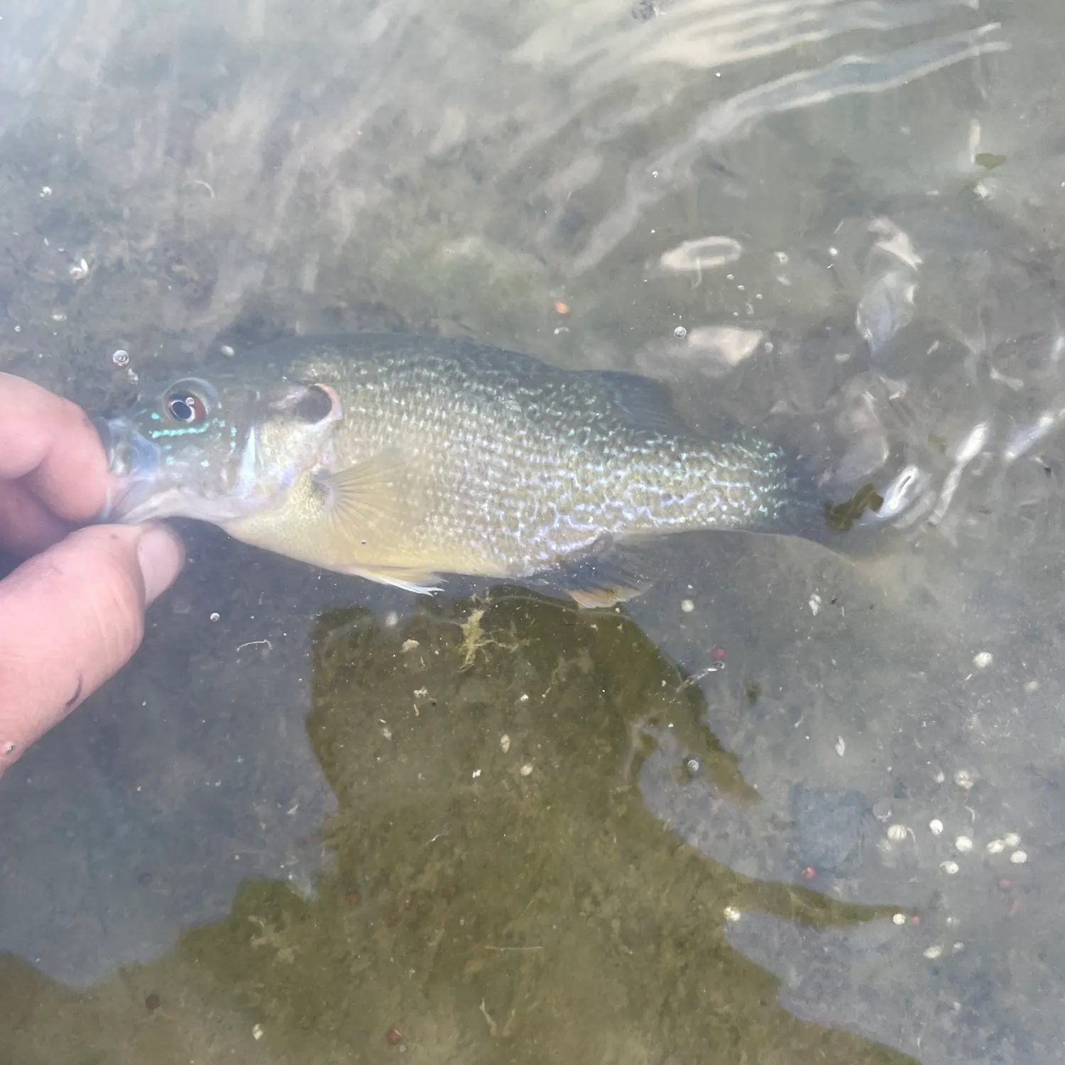 Green sunfish caught on Fishbrain