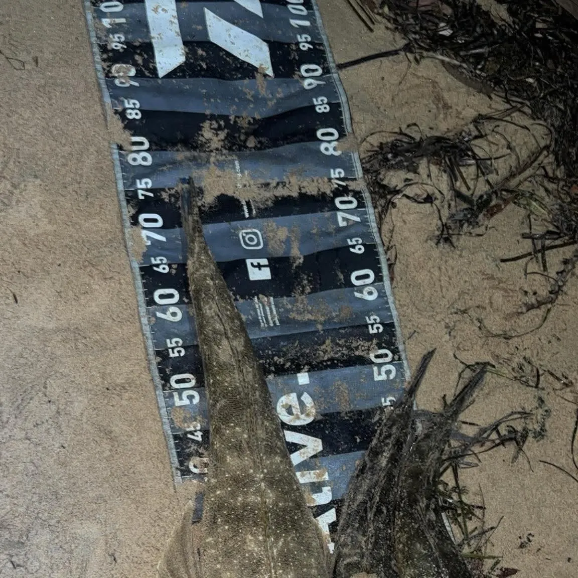 The most recent Dusky flathead catches on Fishbrain