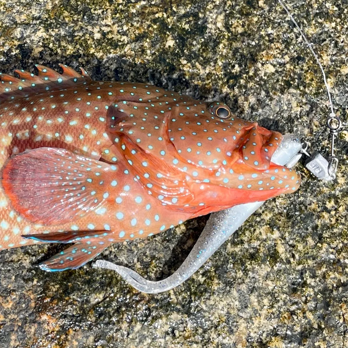 The most recent Coral hind catches on Fishbrain
