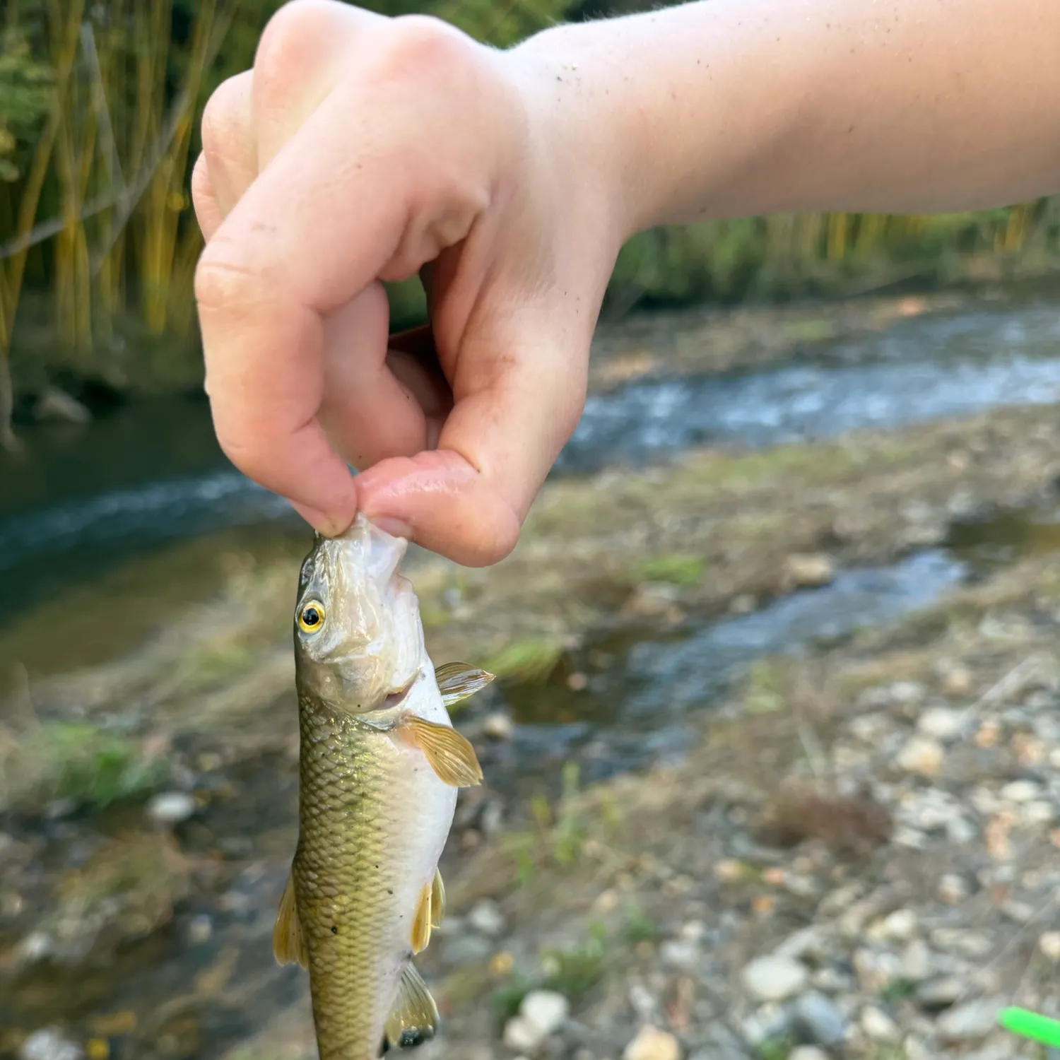 River chub caught on Fishbrain
