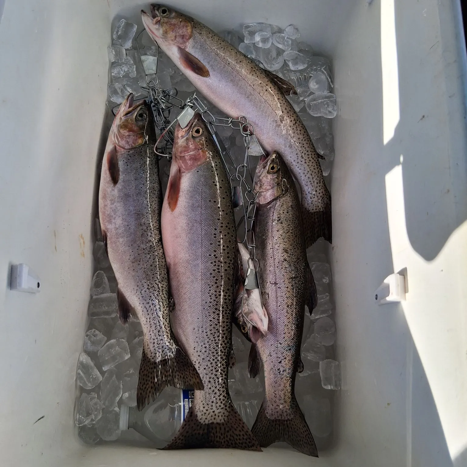 Rainbow trout caught on Fishbrain