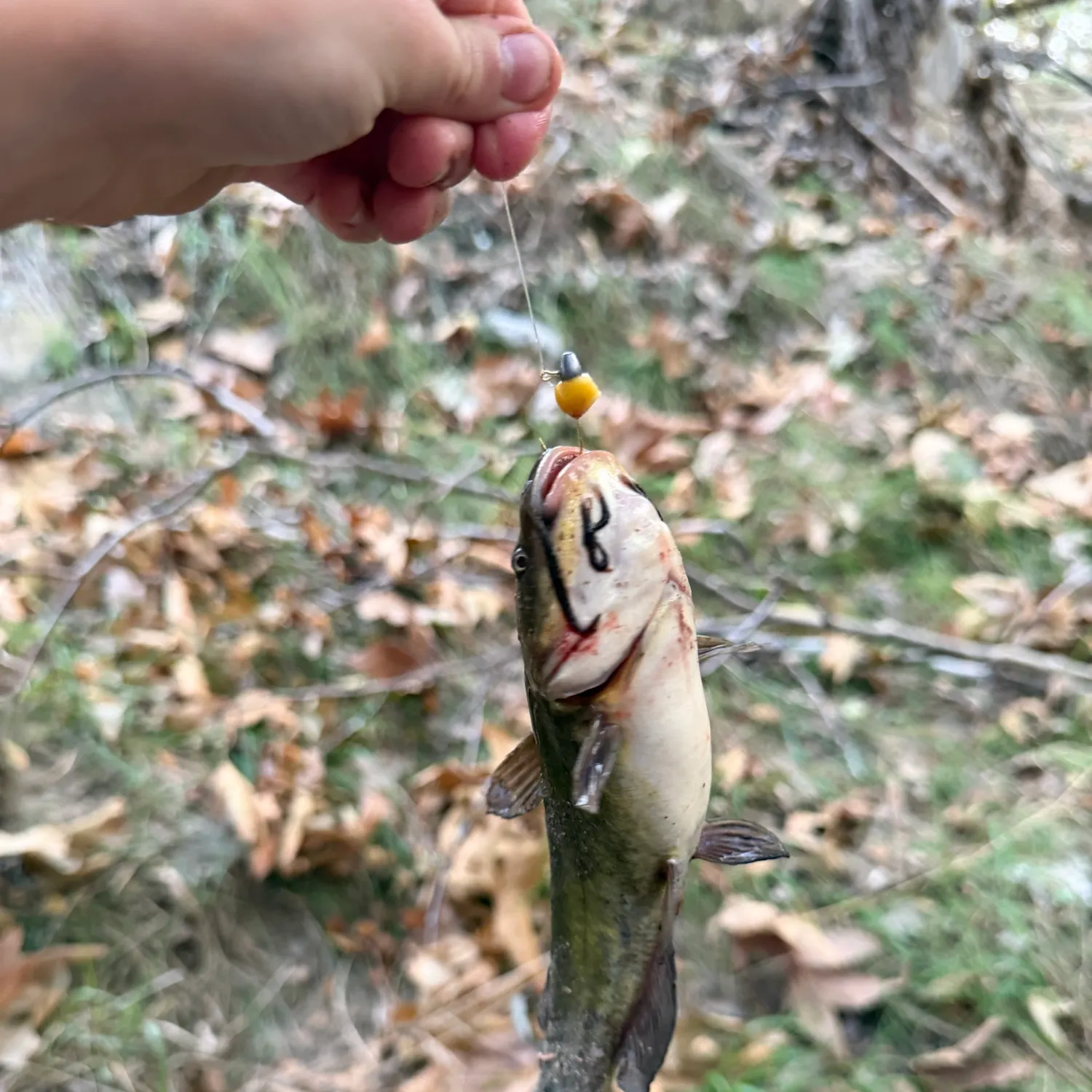 Yellow bullhead caught on Fishbrain