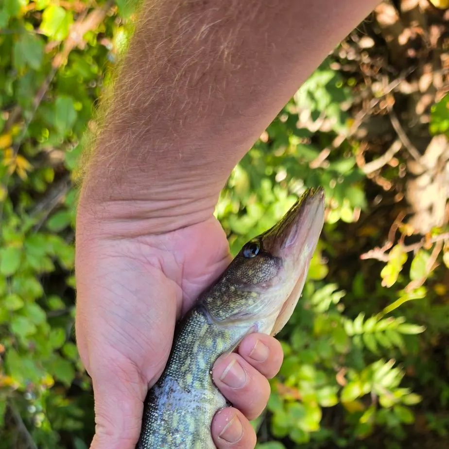 Chain pickerel caught on Fishbrain
