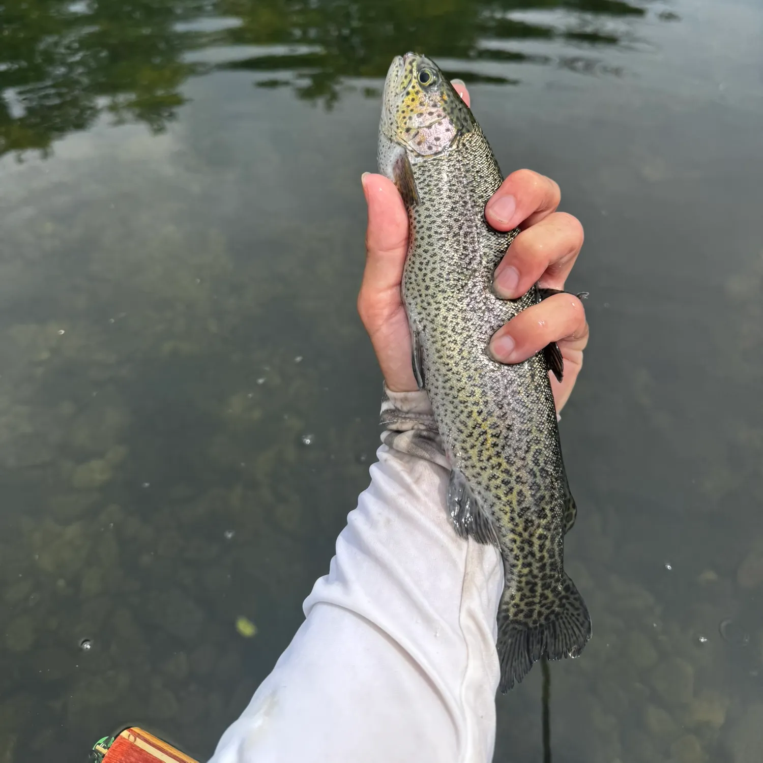 Rainbow trout caught on Fishbrain