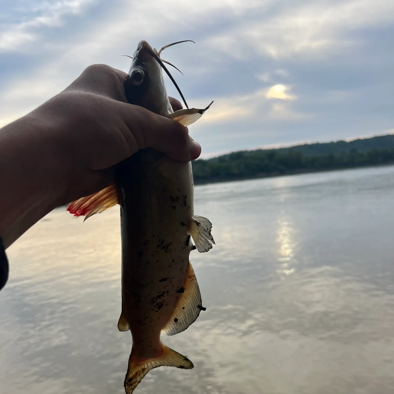 Channel catfish caught on Fishbrain