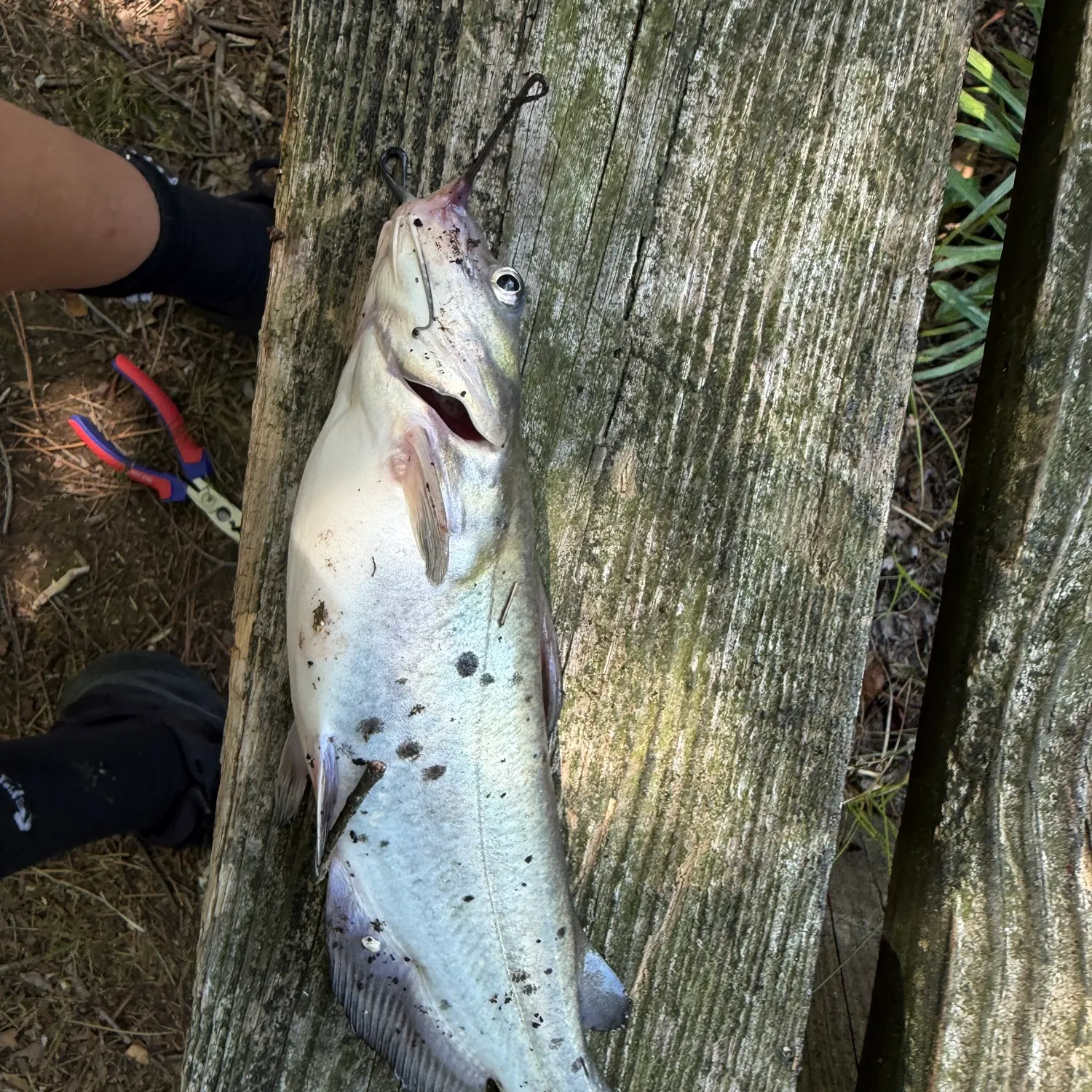 catch