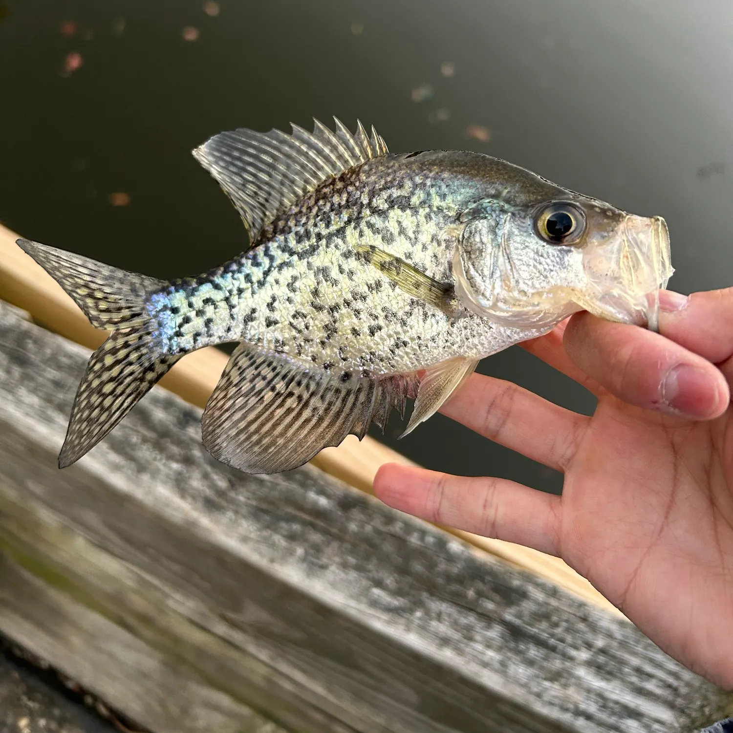 Black crappie caught on Fishbrain