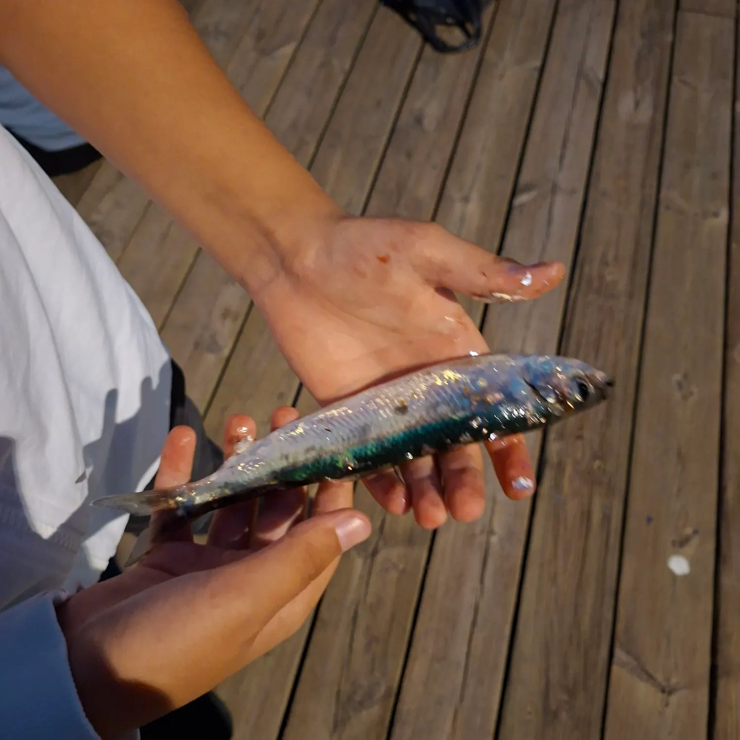 Fish caught on Fishbrain