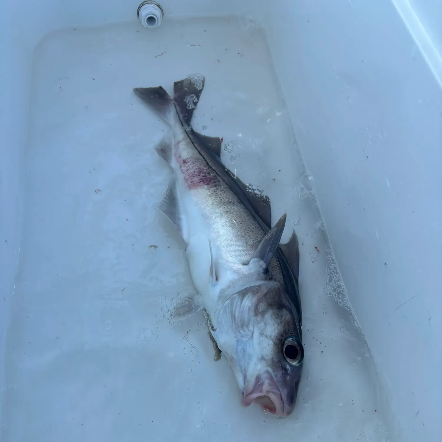 The most recent Haddock catches on Fishbrain