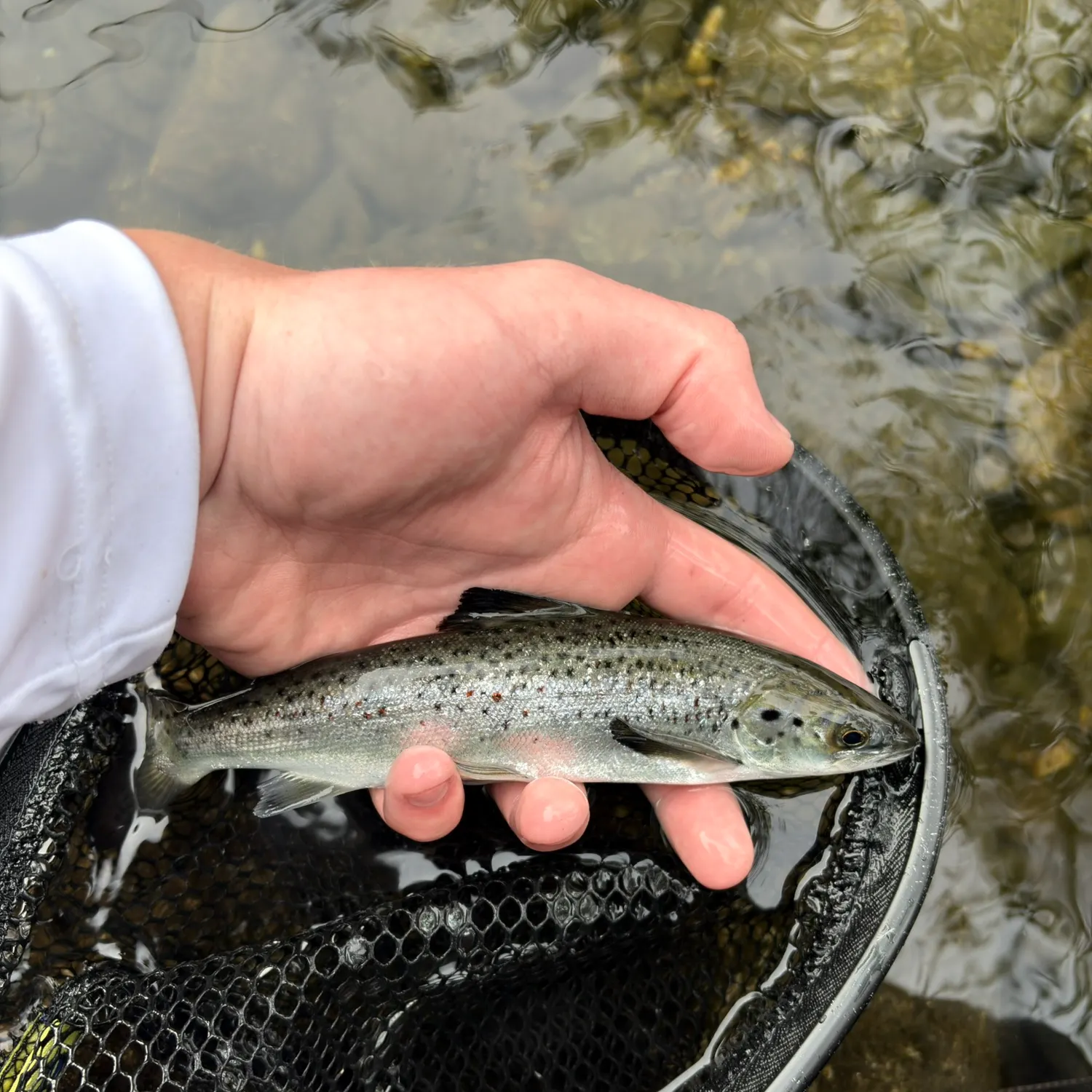 The most recent Landlocked atlantic salmon catches on Fishbrain