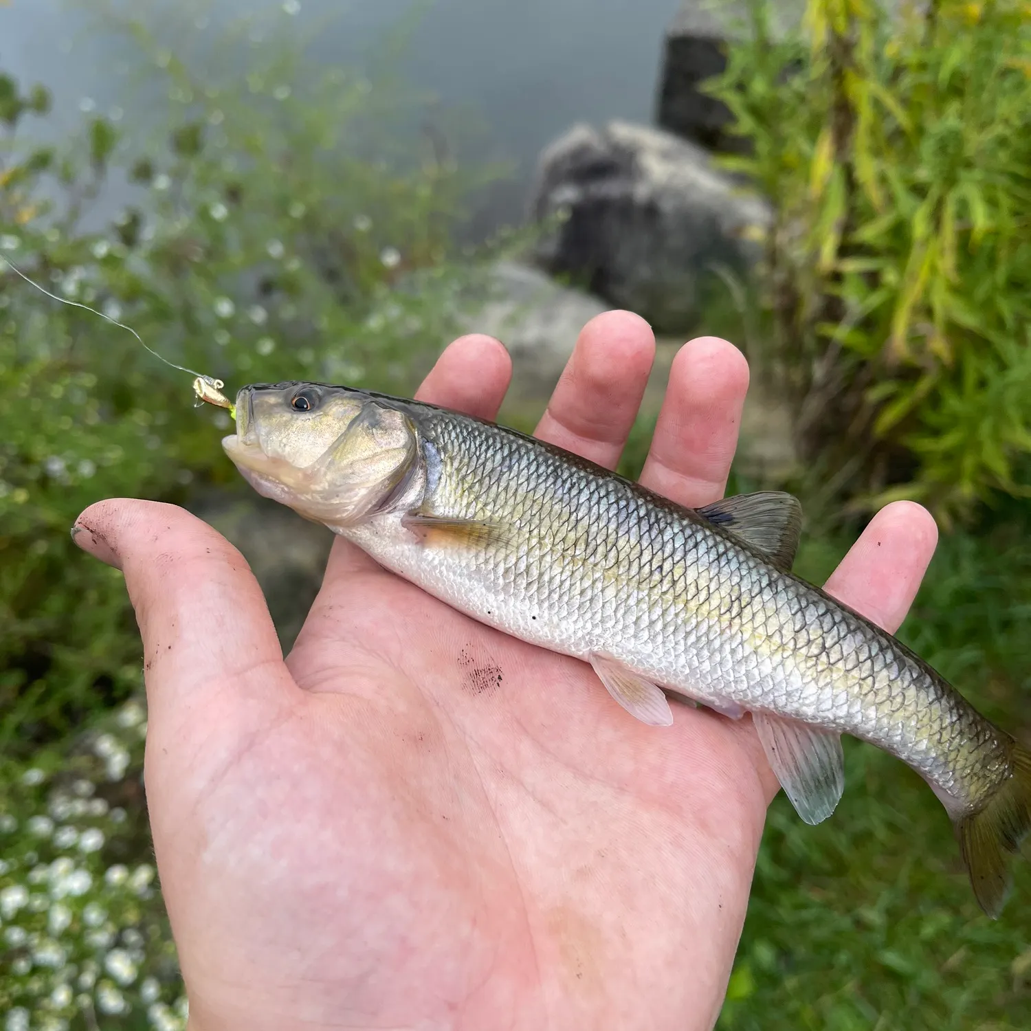 Fallfish caught on Fishbrain