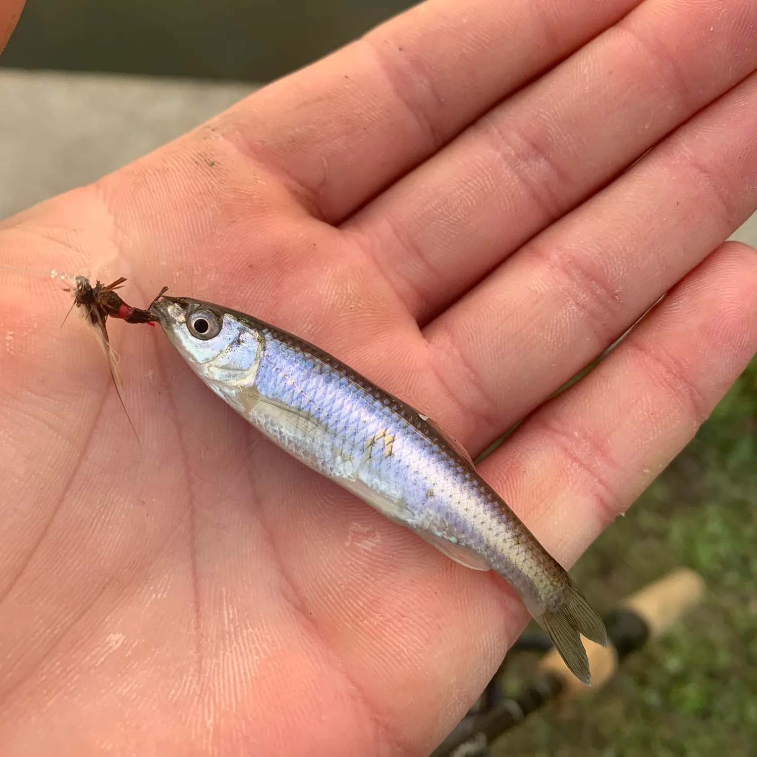 The most recent Bluntnose minnow catches on Fishbrain