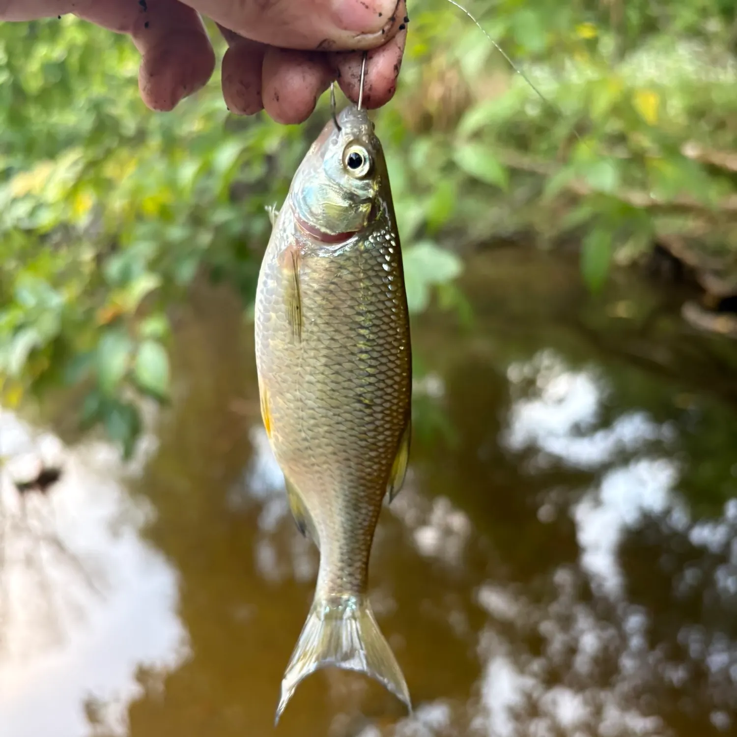 Golden shiner caught on Fishbrain