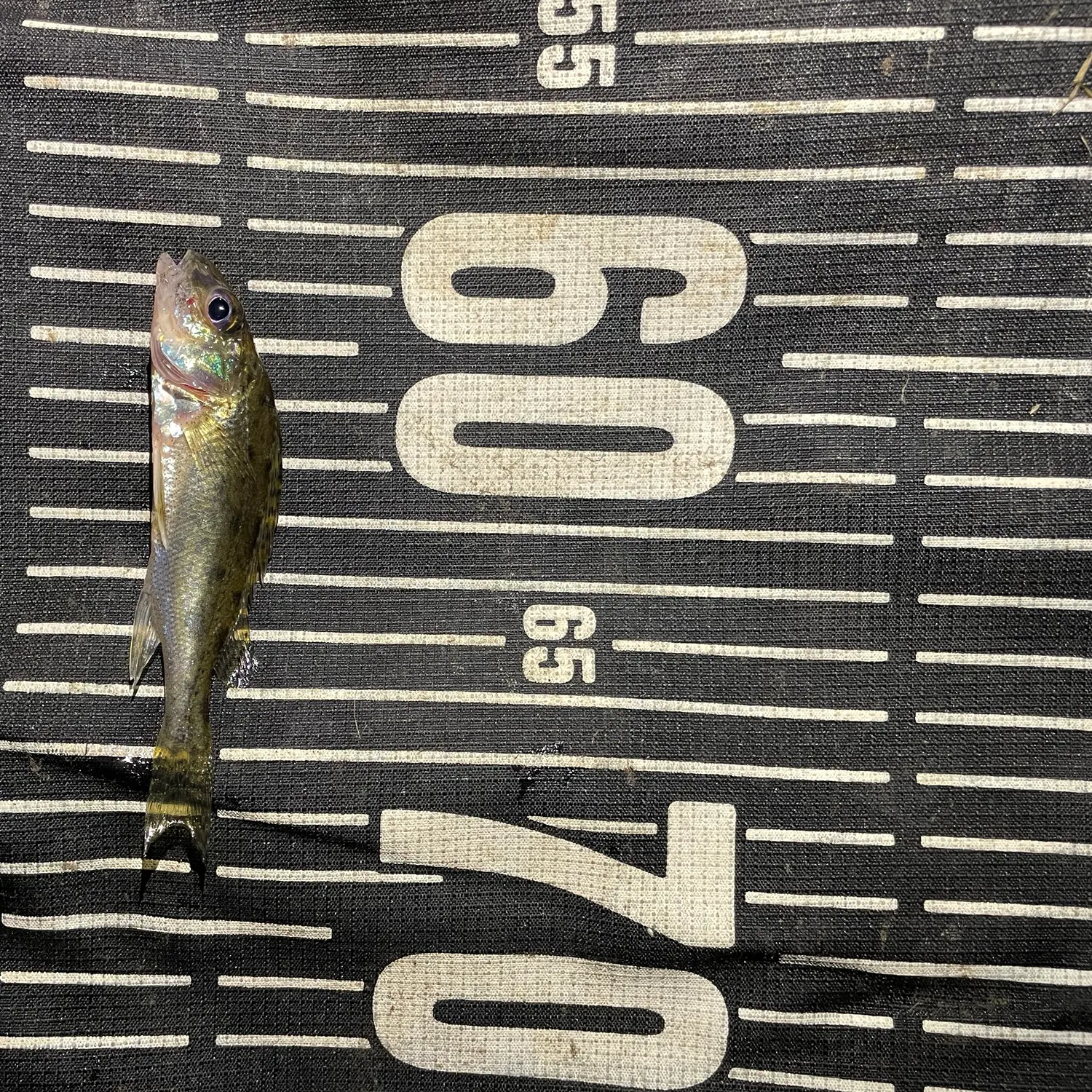Eurasian ruffe caught on Fishbrain