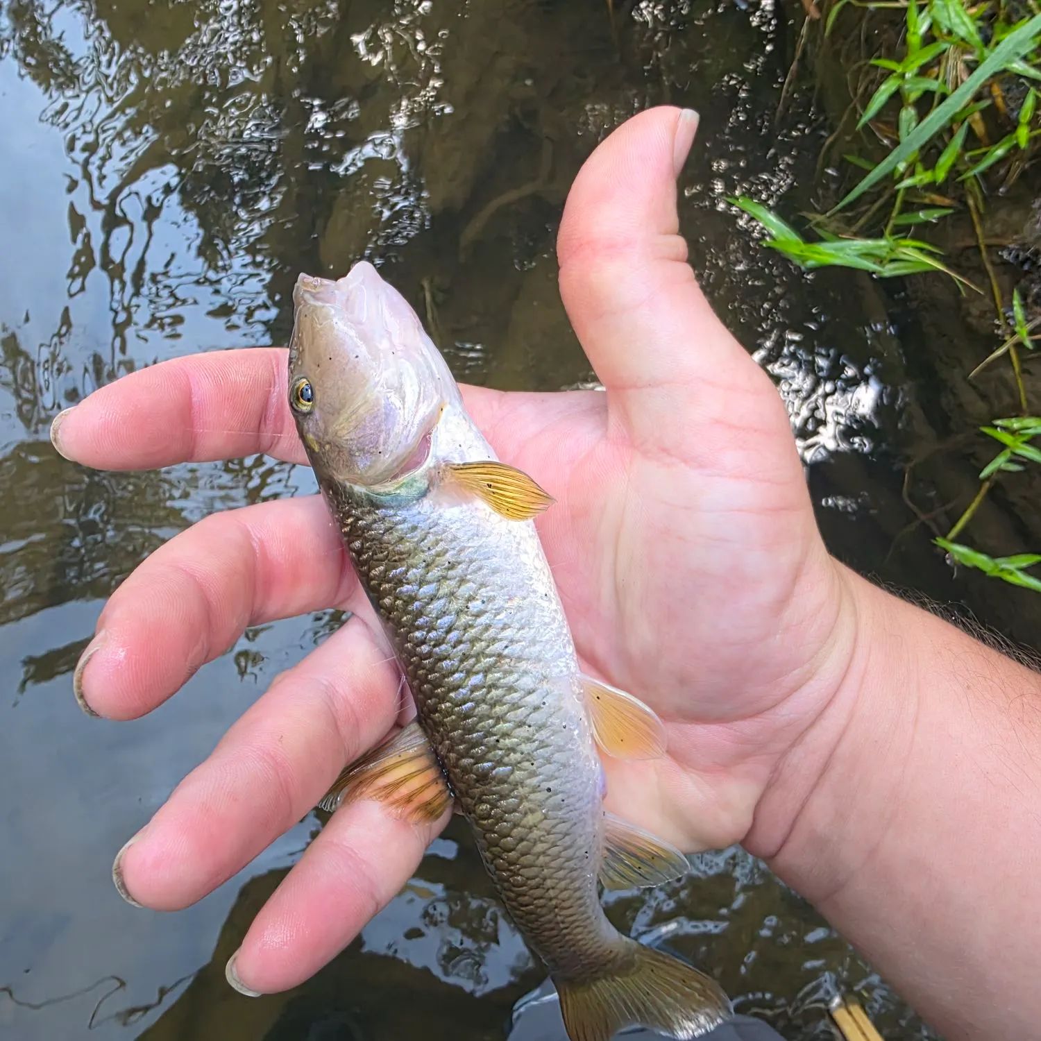 The most recent River chub catches on Fishbrain