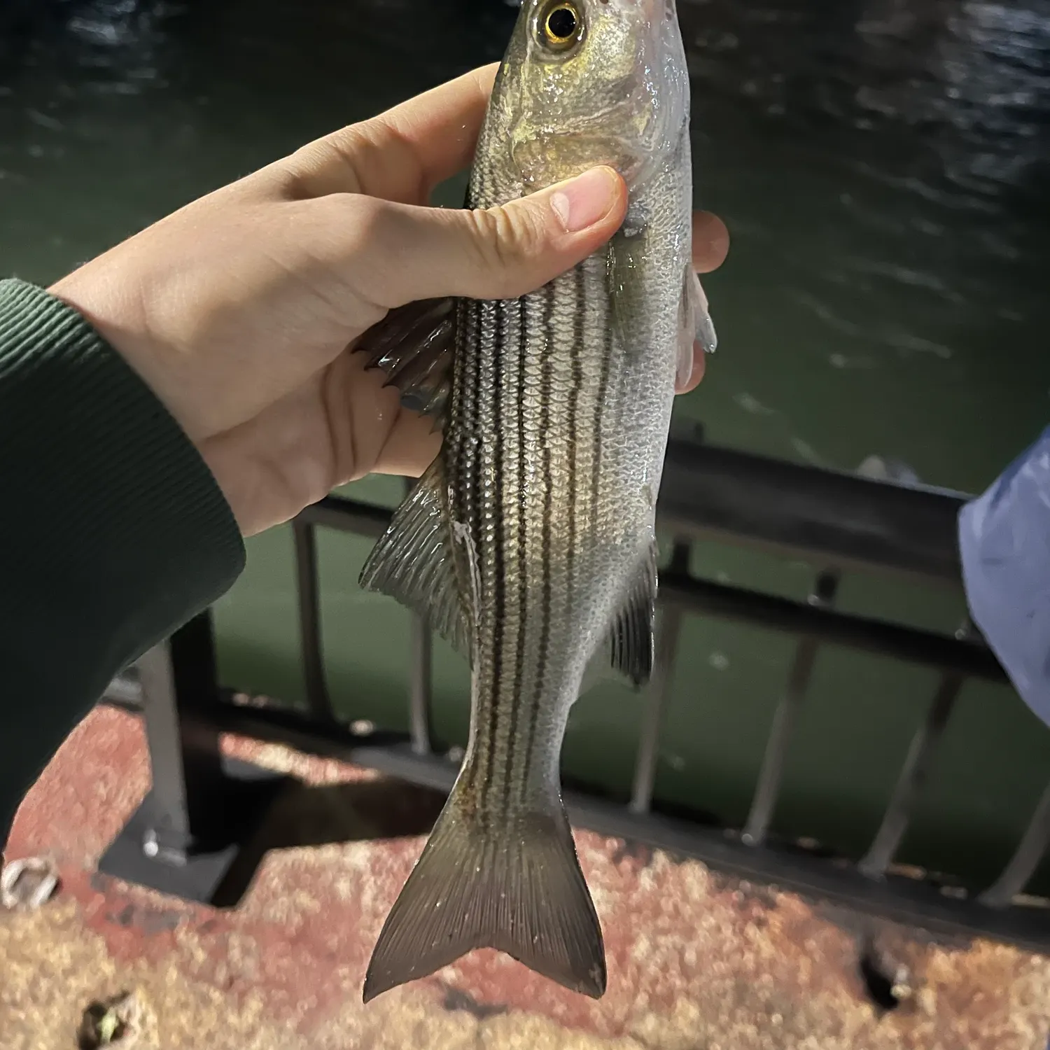 Striped bass caught on Fishbrain