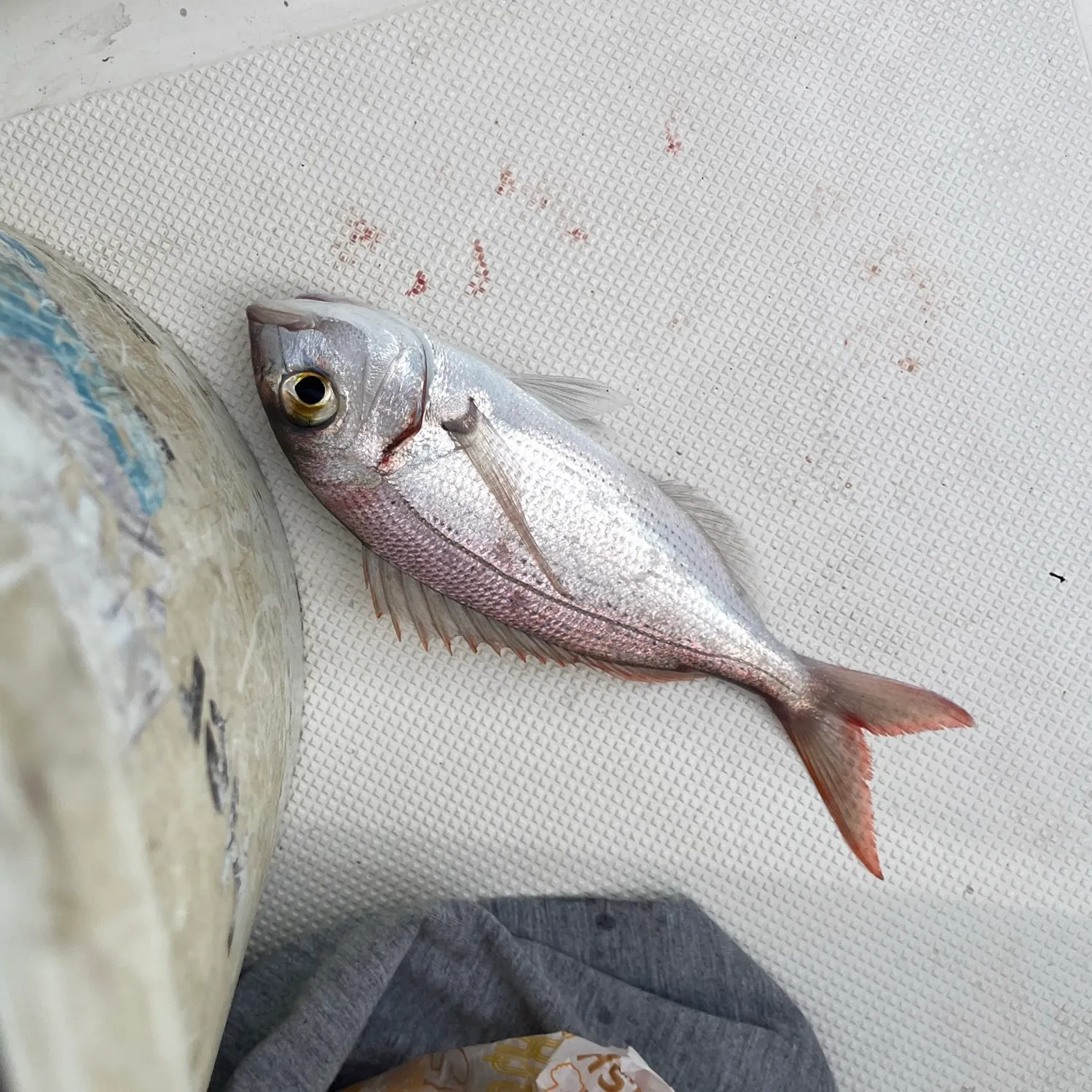 The most recent Common pandora catches on Fishbrain