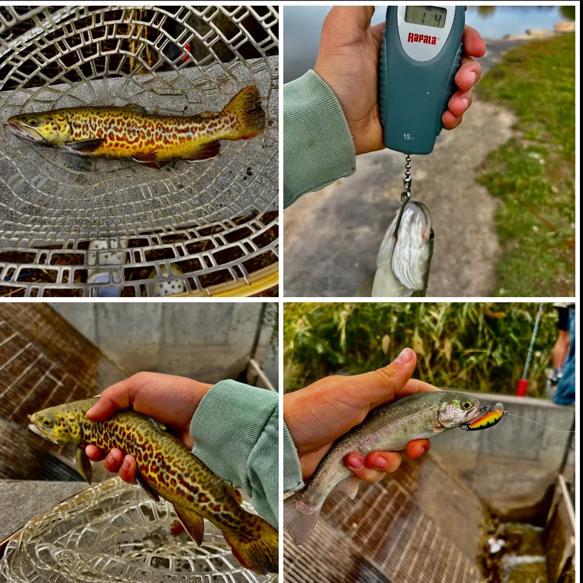 recently logged catches