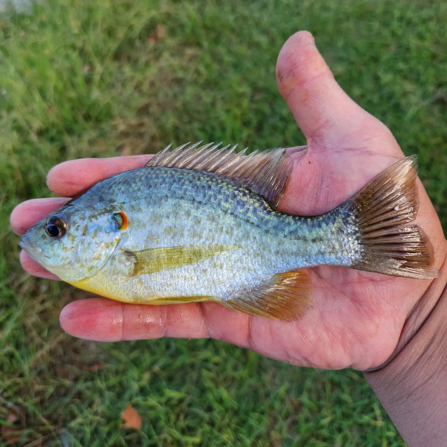 Redear sunfish caught on Fishbrain