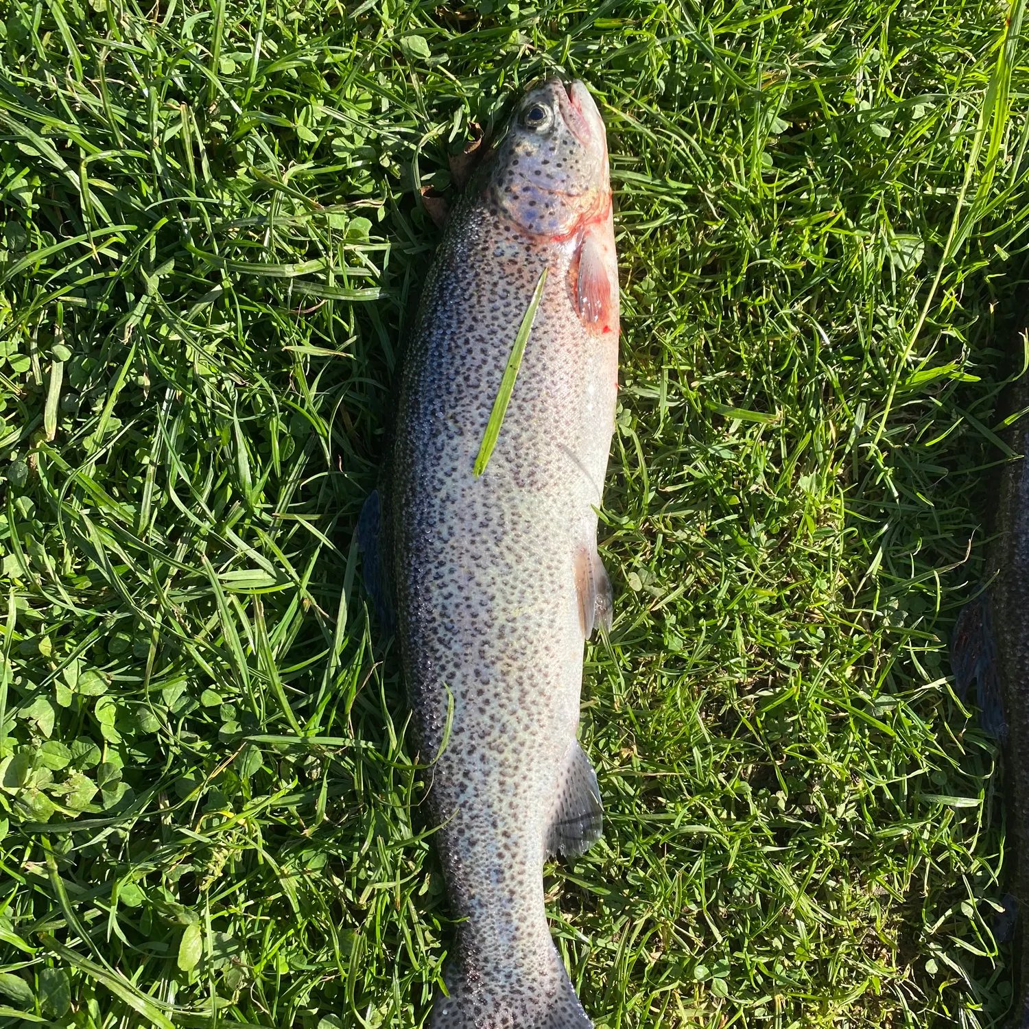 Rainbow trout caught on Fishbrain
