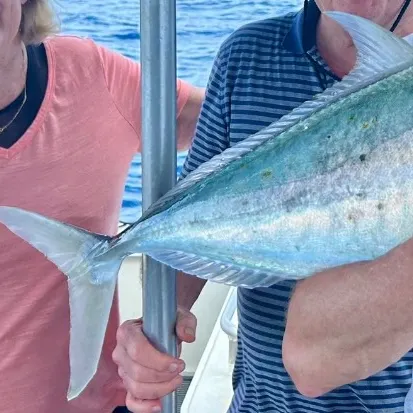 The most recent Talang queenfish catches on Fishbrain