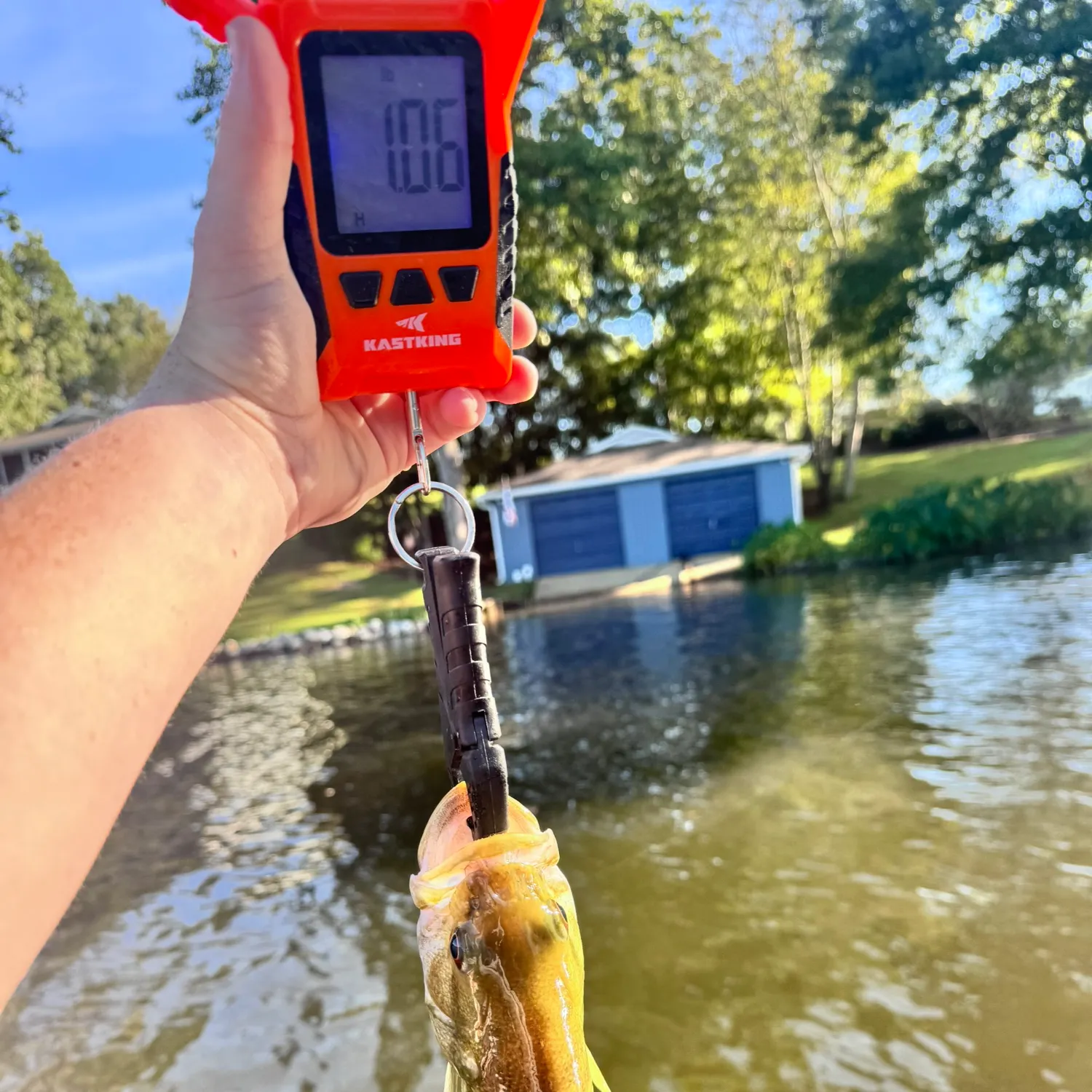 Spotted bass caught on Fishbrain