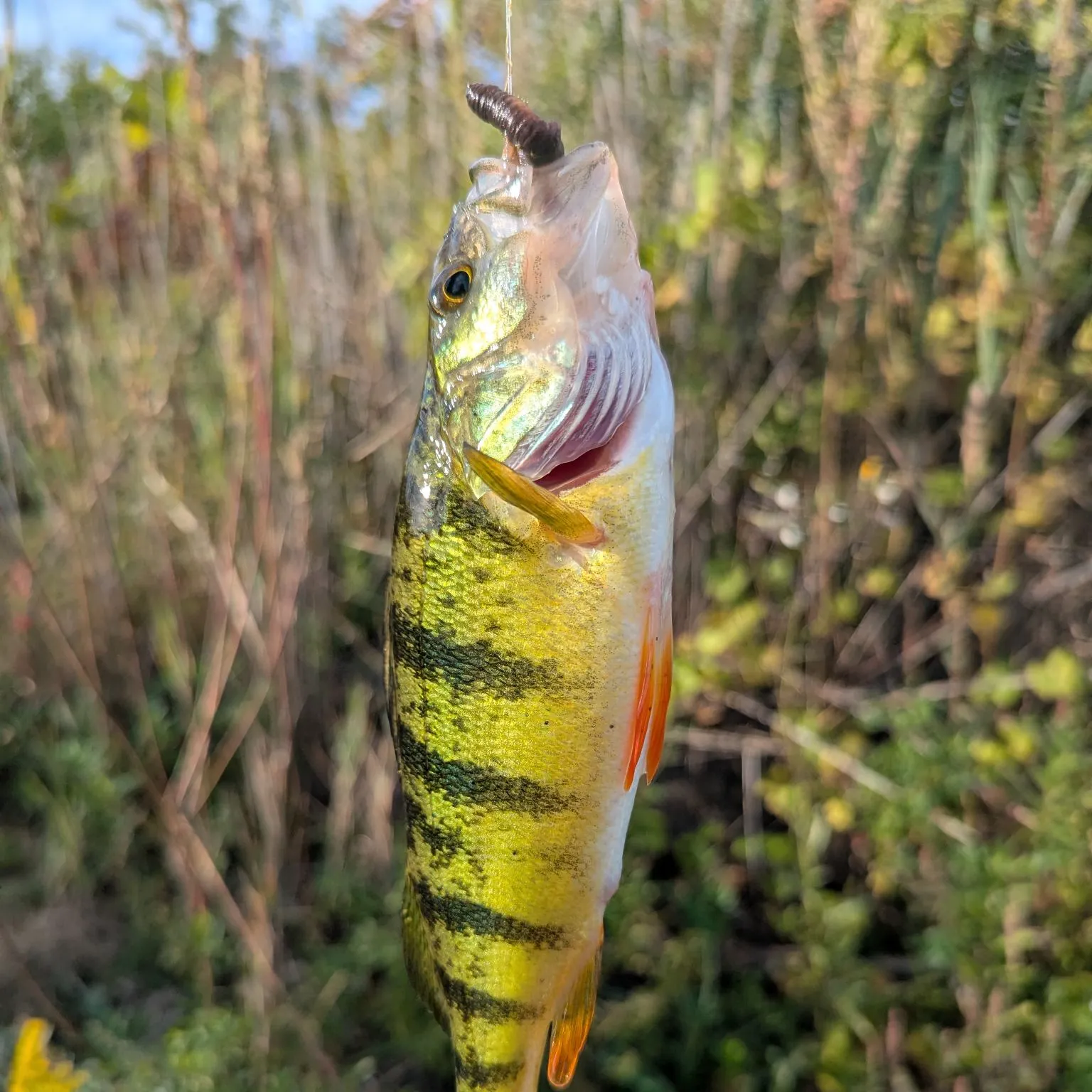 Yellow perch caught on Fishbrain